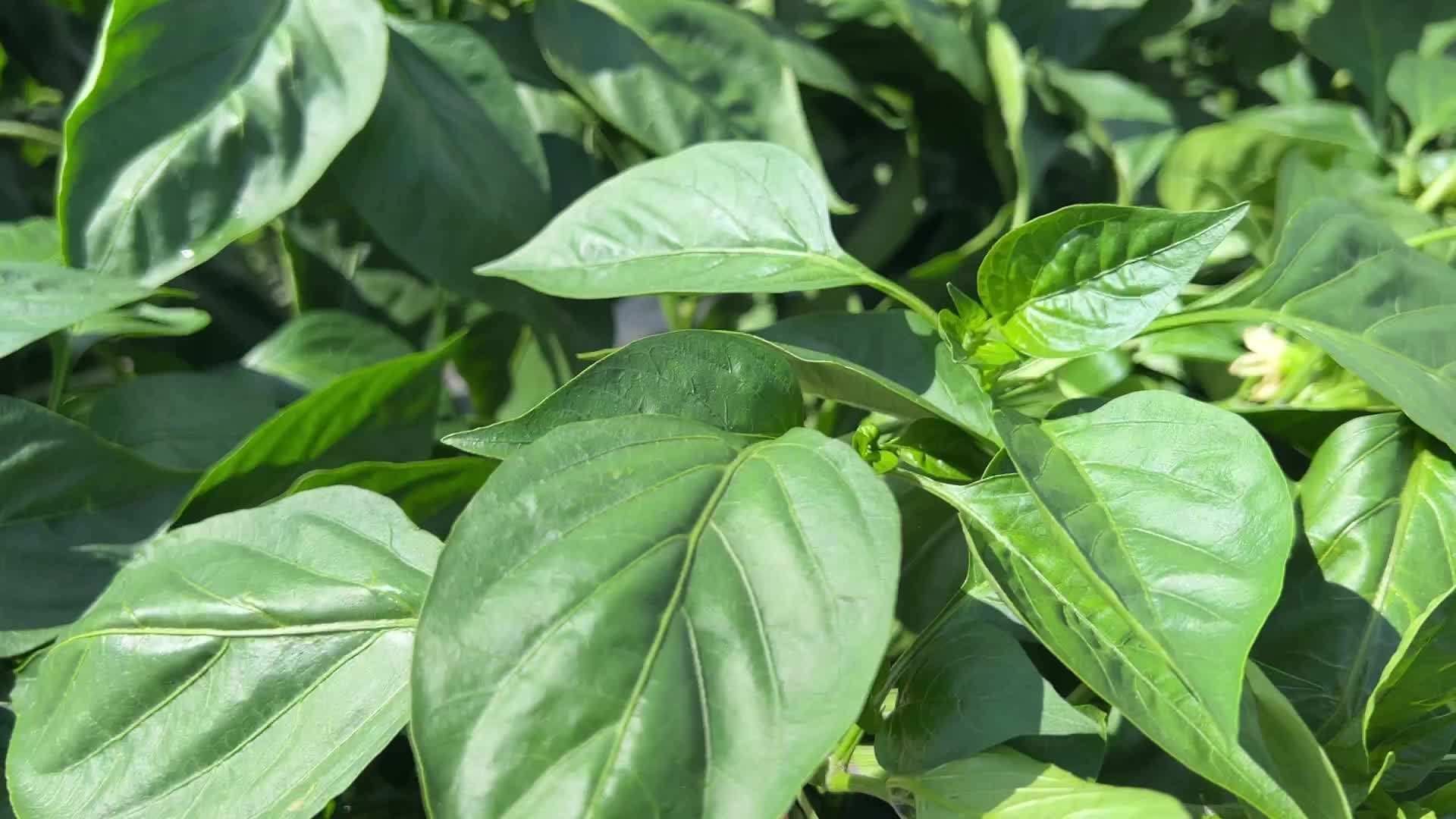 Agriculture in Canada - Peppers
