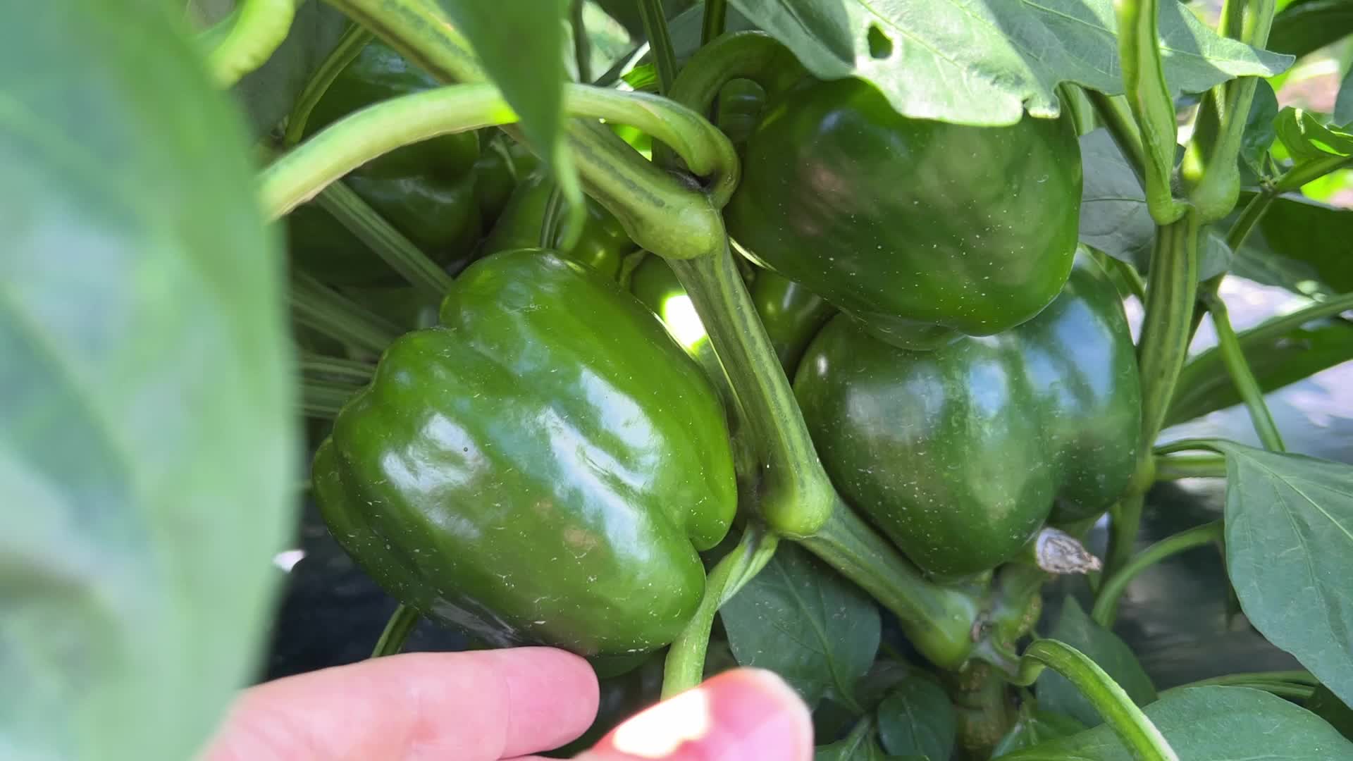Agriculture in Canada - Peppers