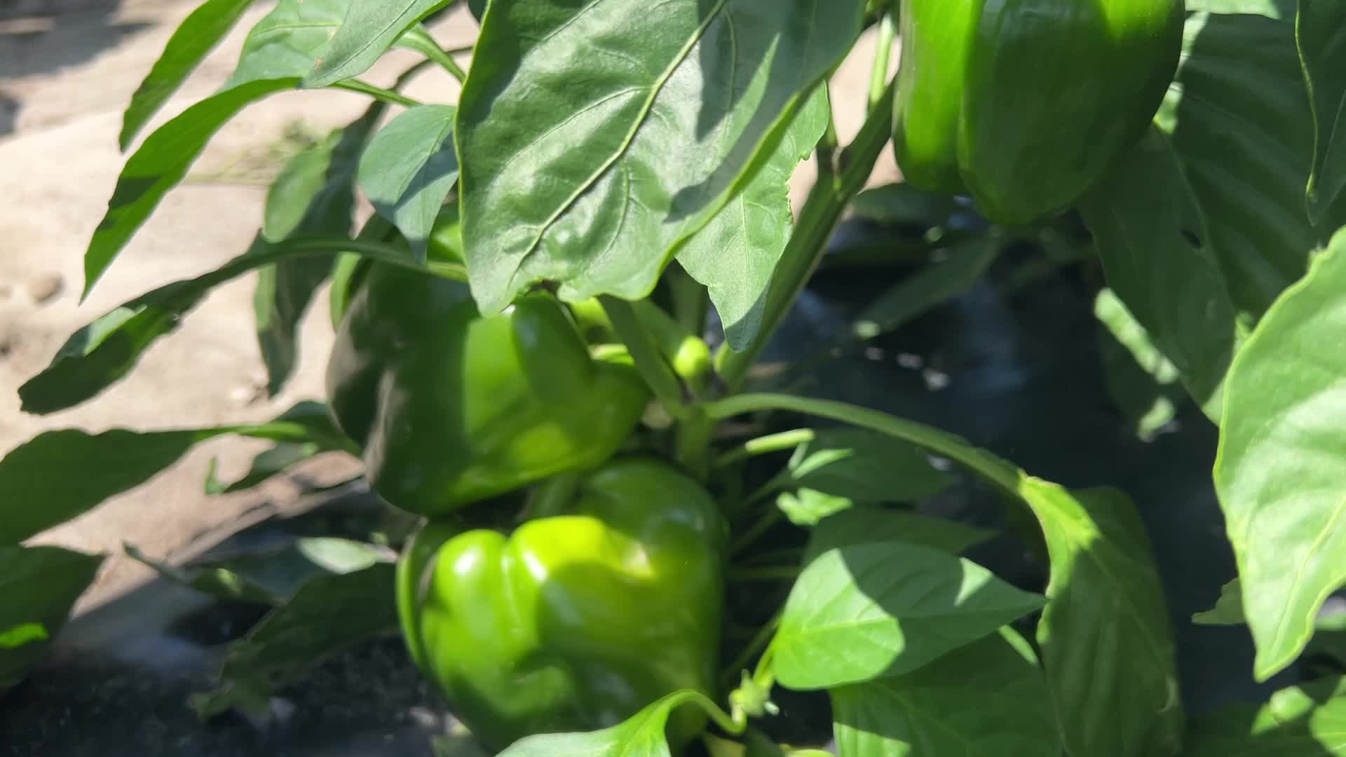 Agriculture in Canada - Peppers