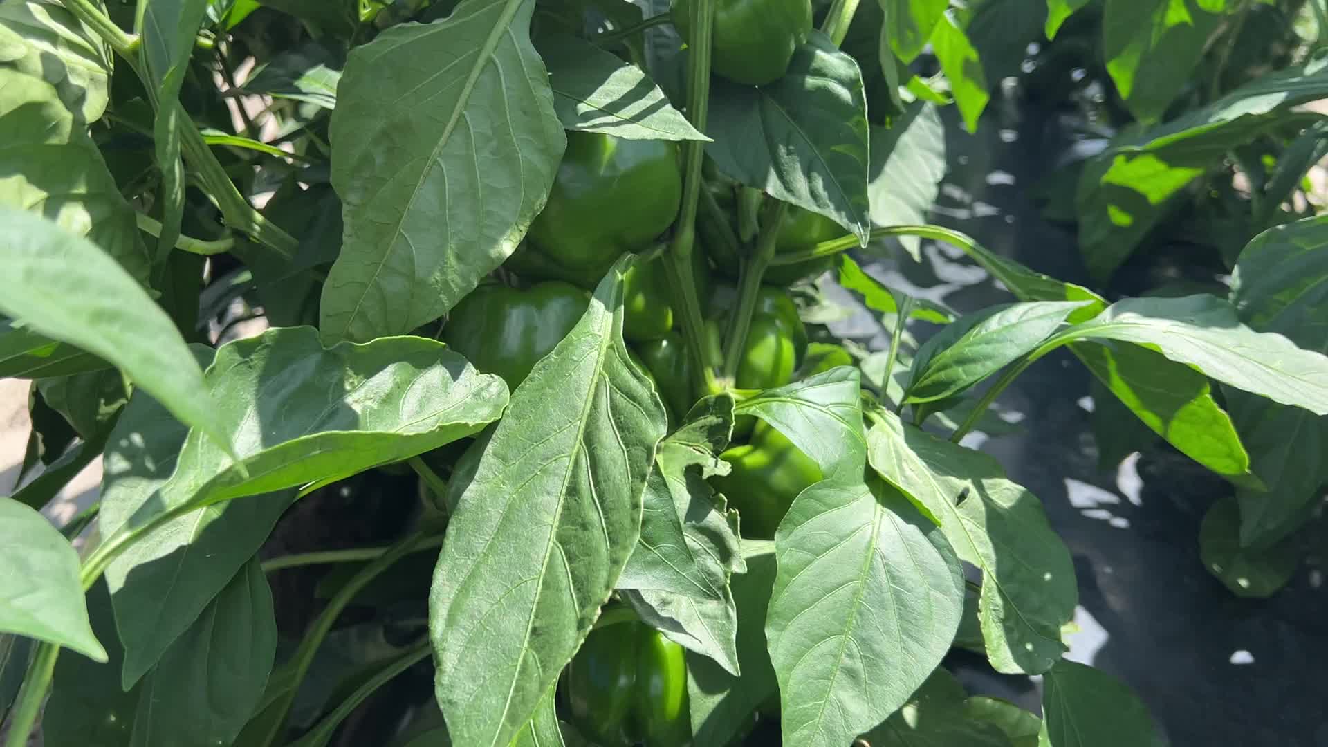 Agriculture in Canada - Peppers