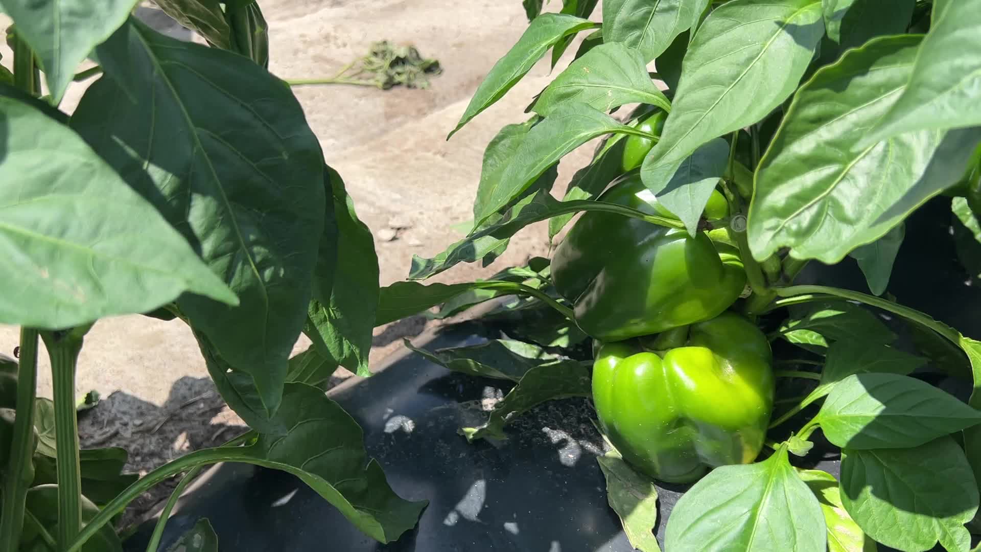 Agriculture in Canada - Peppers