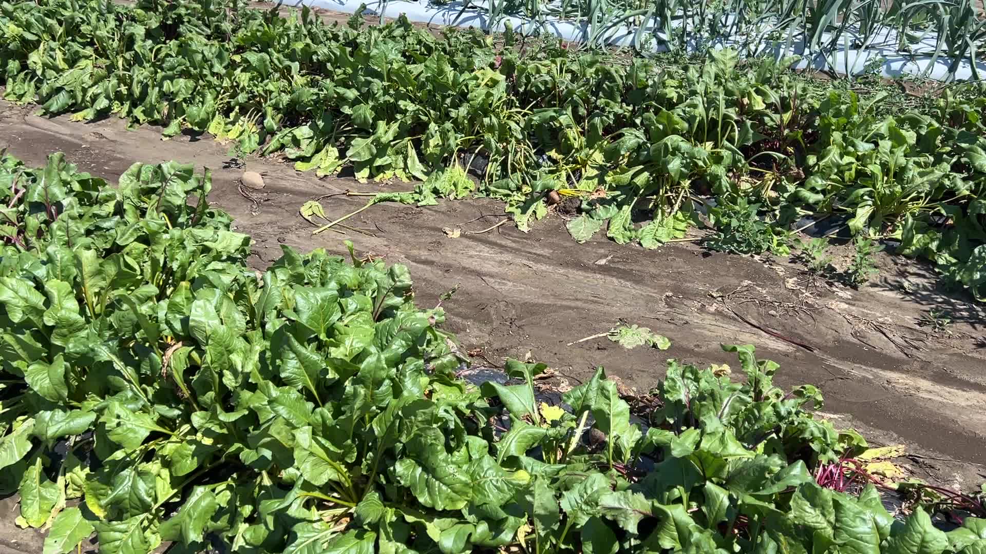 Agriculture in Markham, Canada