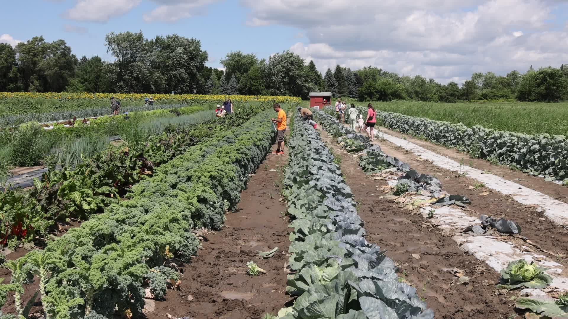 Agriculture in Markham, Canada