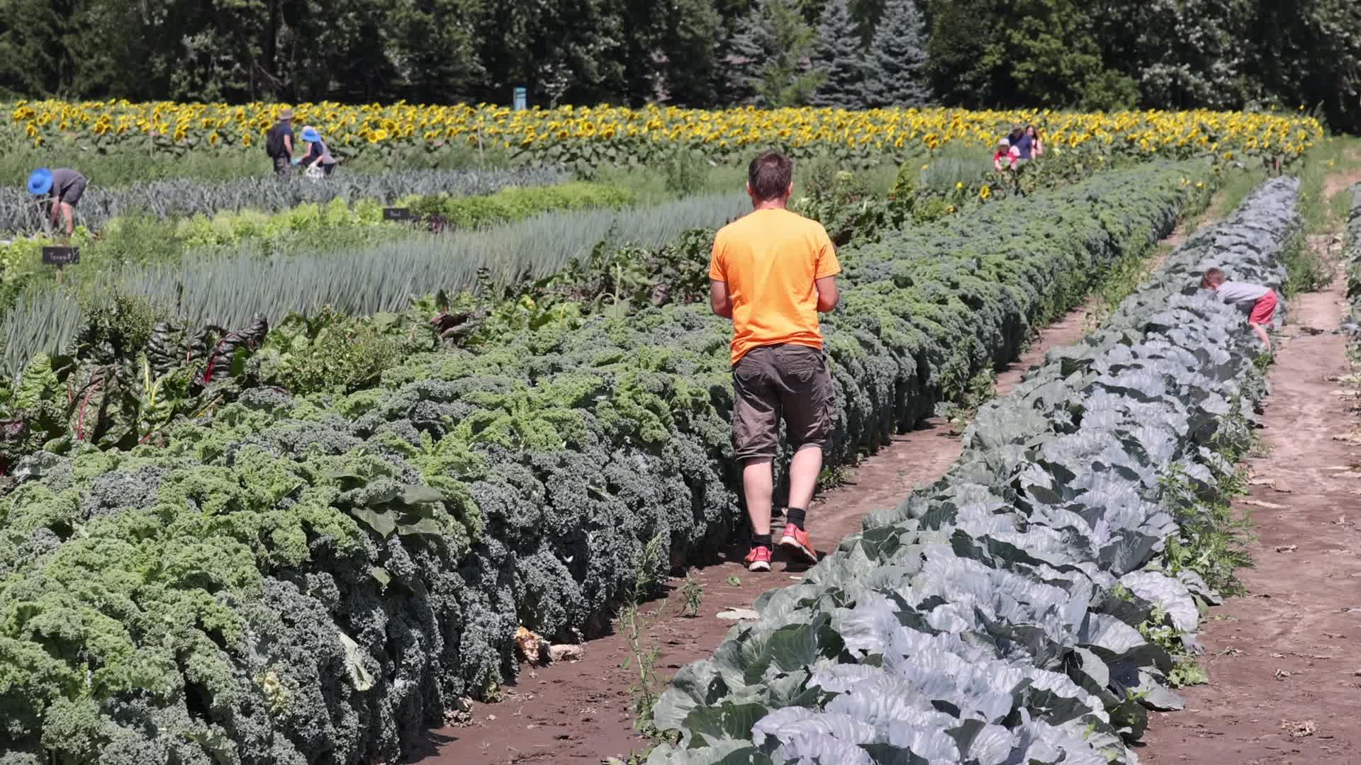Agriculture in Markham, Canada