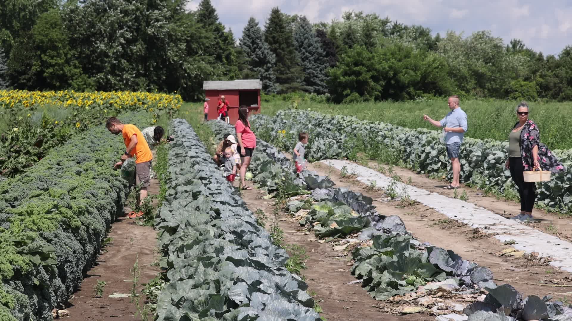 Agriculture in Markham, Canada