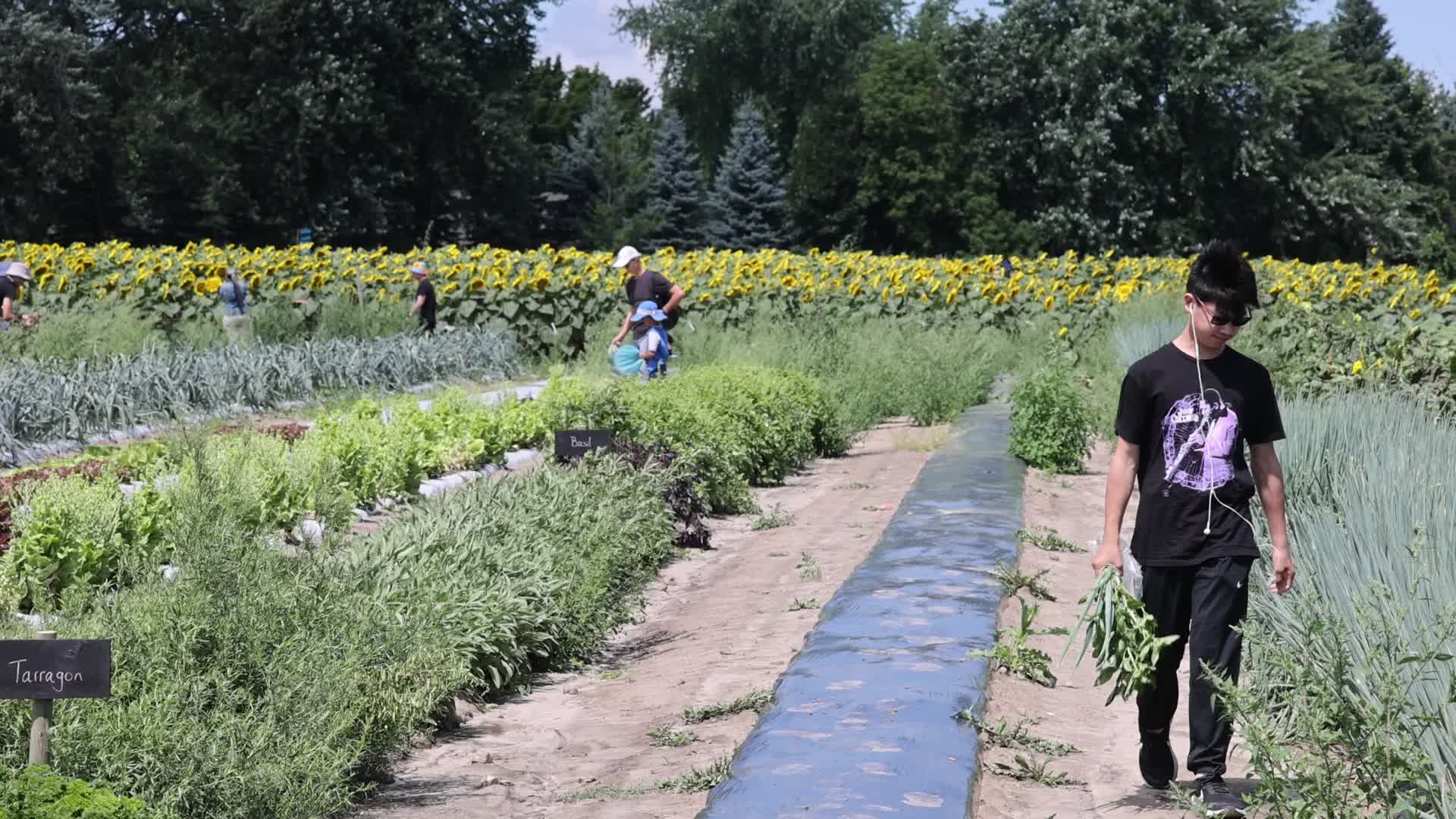 Agriculture in Markham, Canada