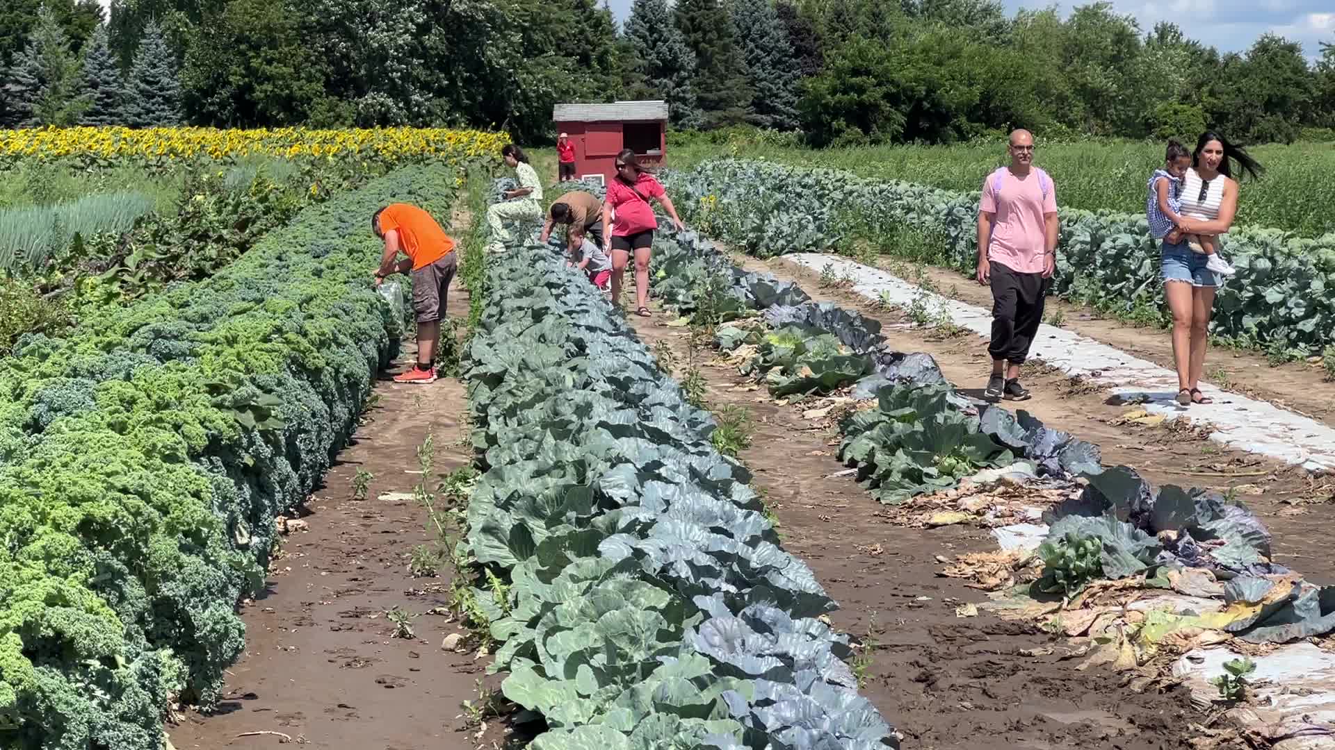 Agriculture in Markham, Canada