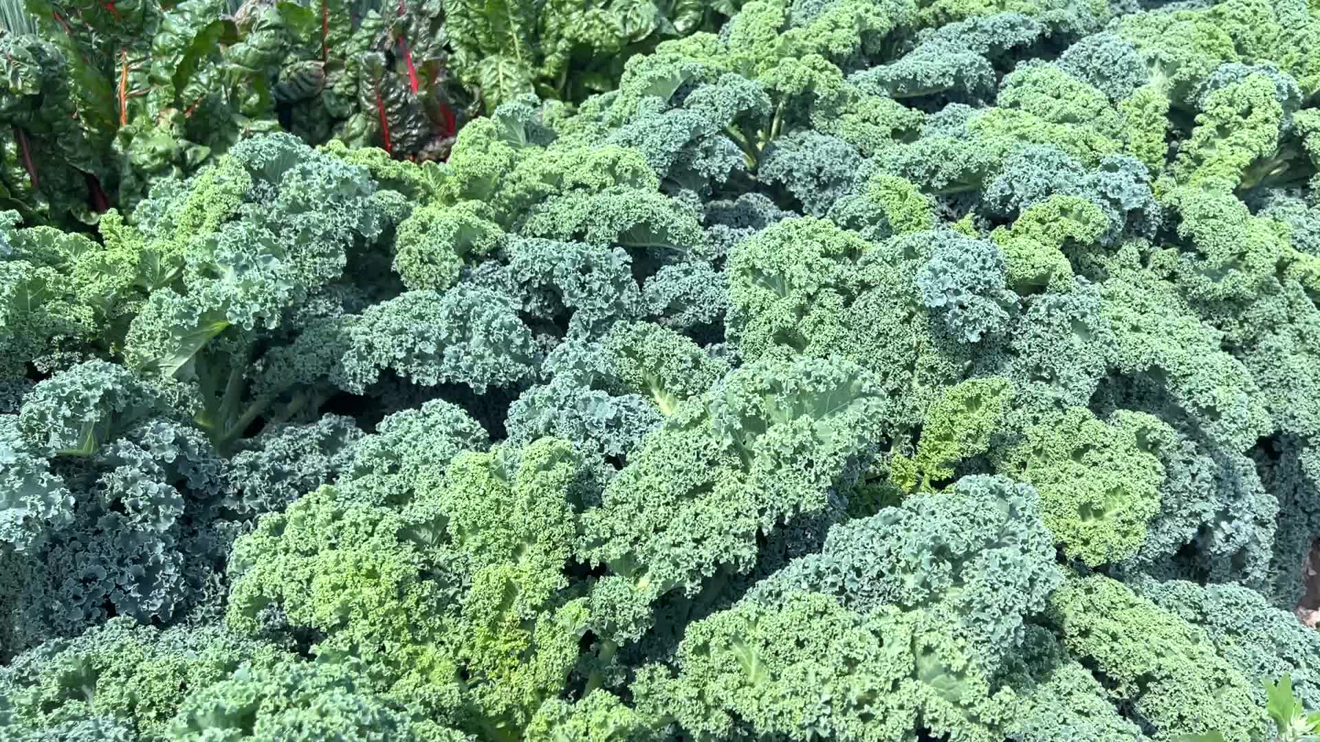 Agriculture in Markham, Canada