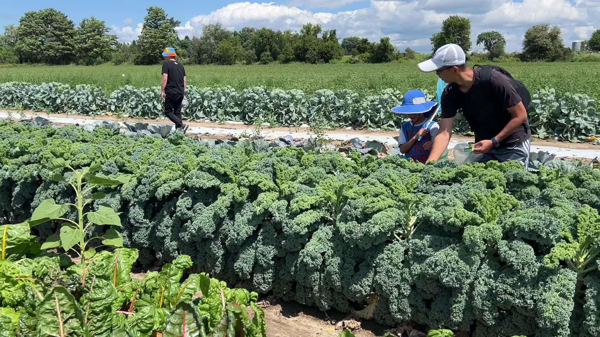 Agriculture in Markham, Canada