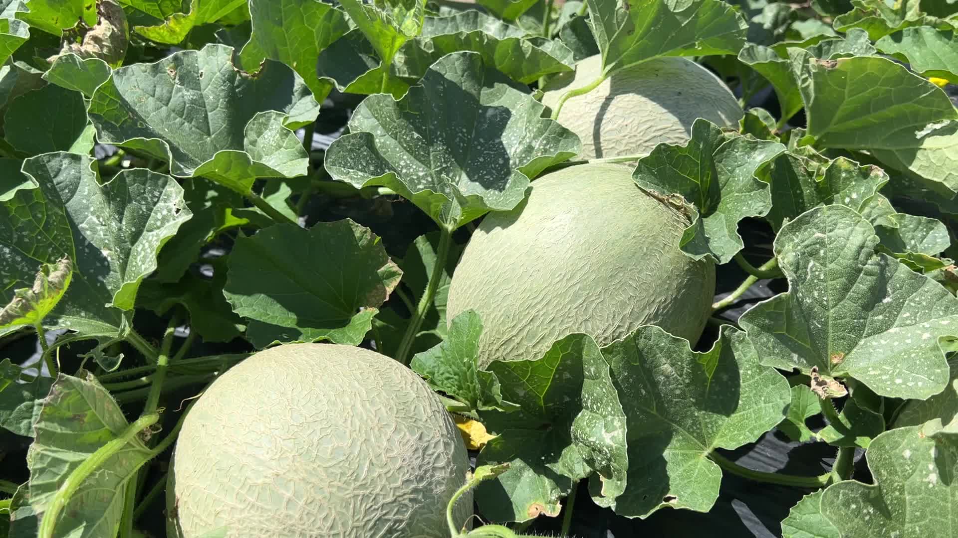 Agriculture in Canada - Cantaloupe