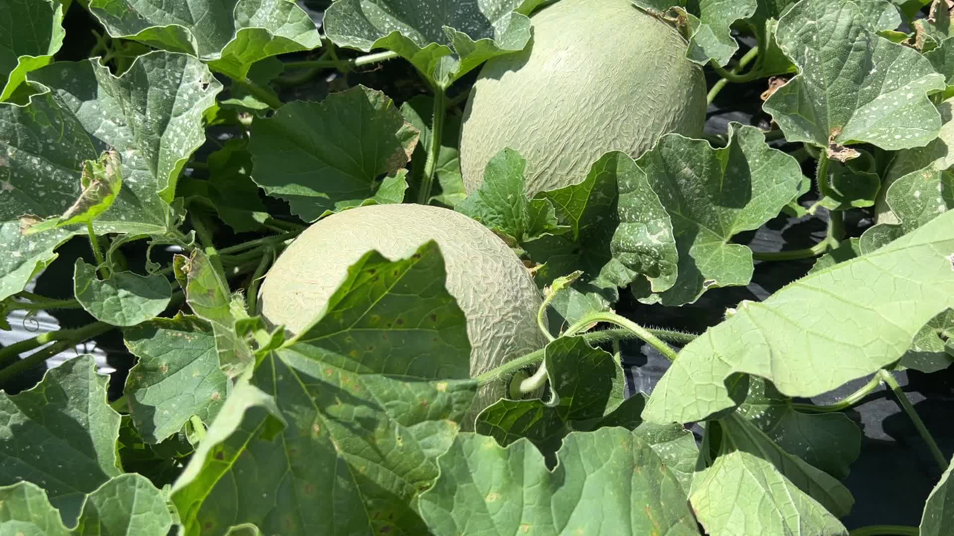 Agriculture in Canada - Cantaloupe