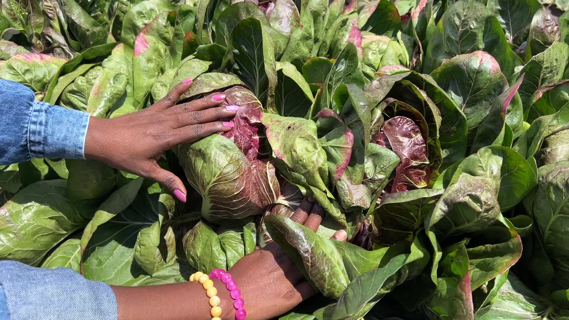Agriculture in Canada - Radicchio