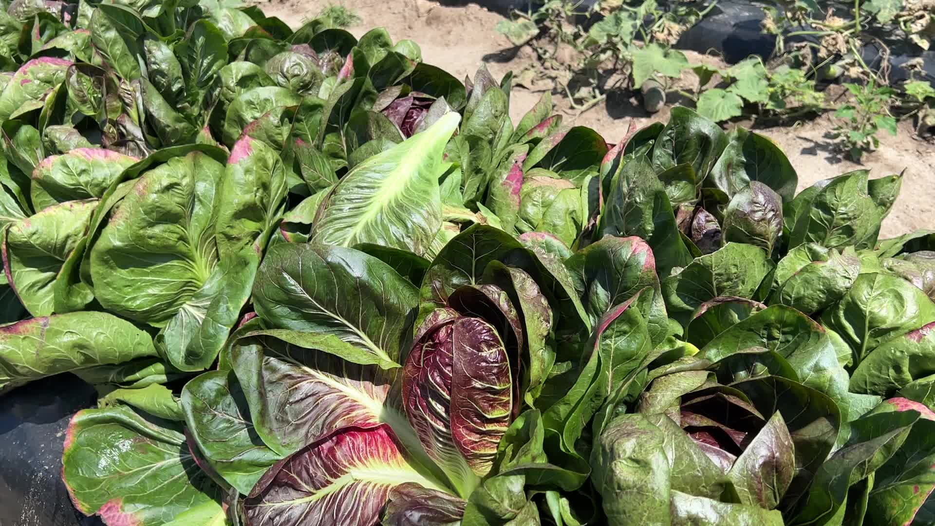 Agriculture in Canada - Radicchio
