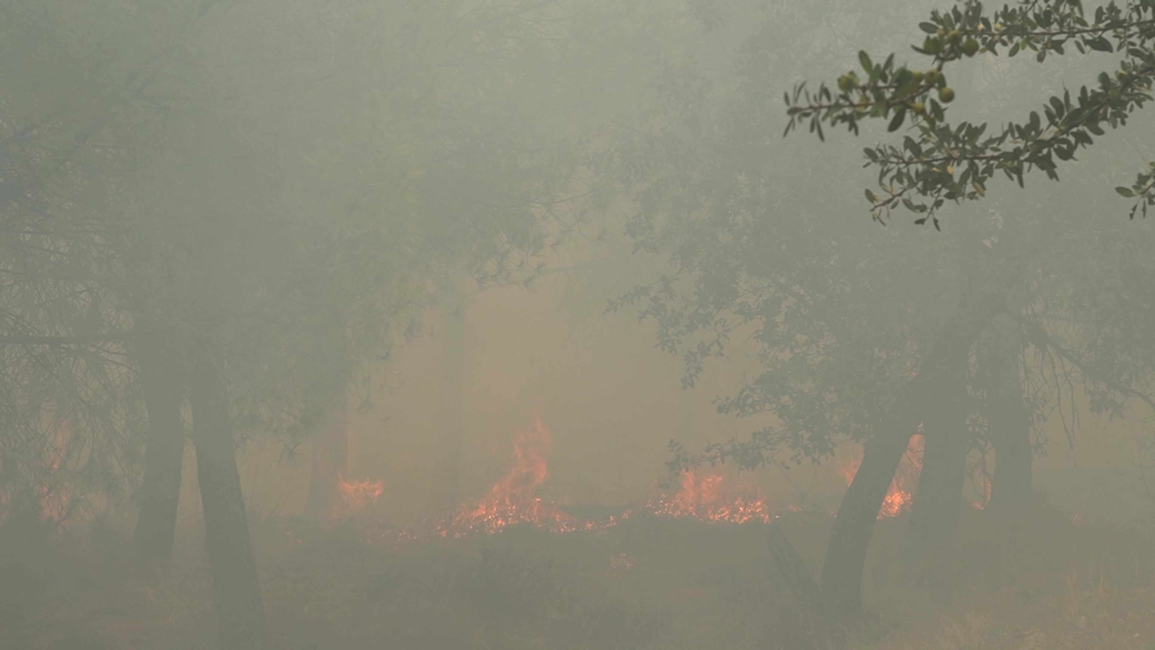 Wildfire has reached into the residential area, Bayrakli, Izmir, Turkey