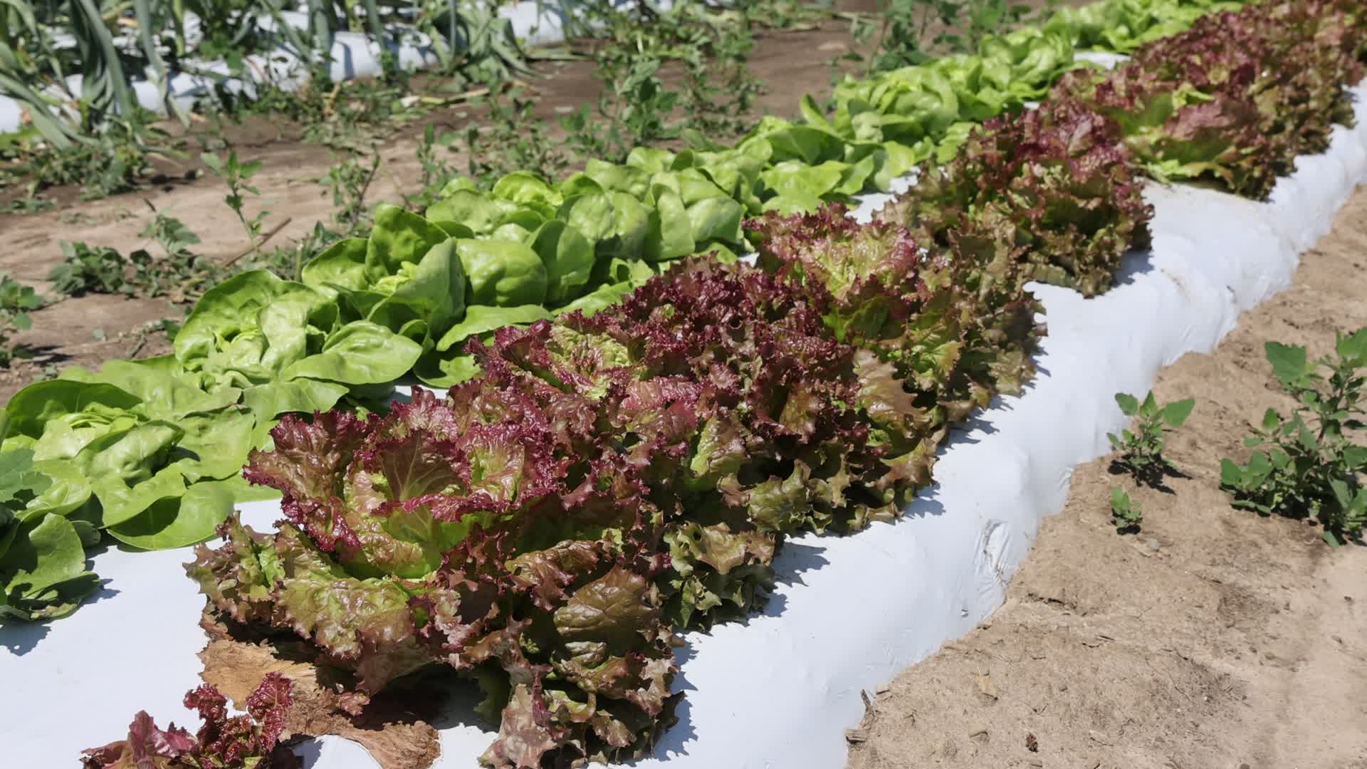 Agriculture in Canada - Lettuce