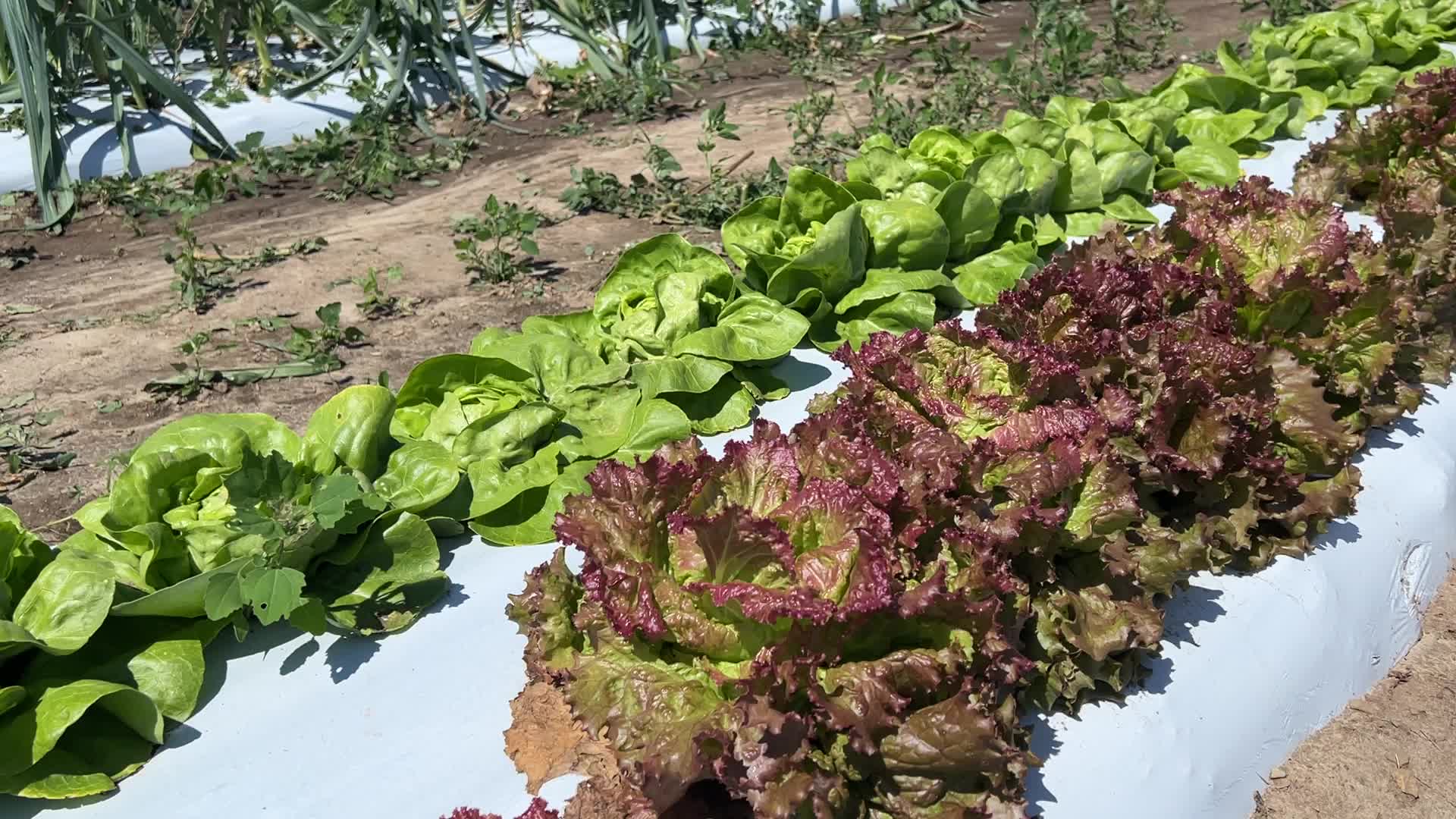 Agriculture in Canada - Lettuce