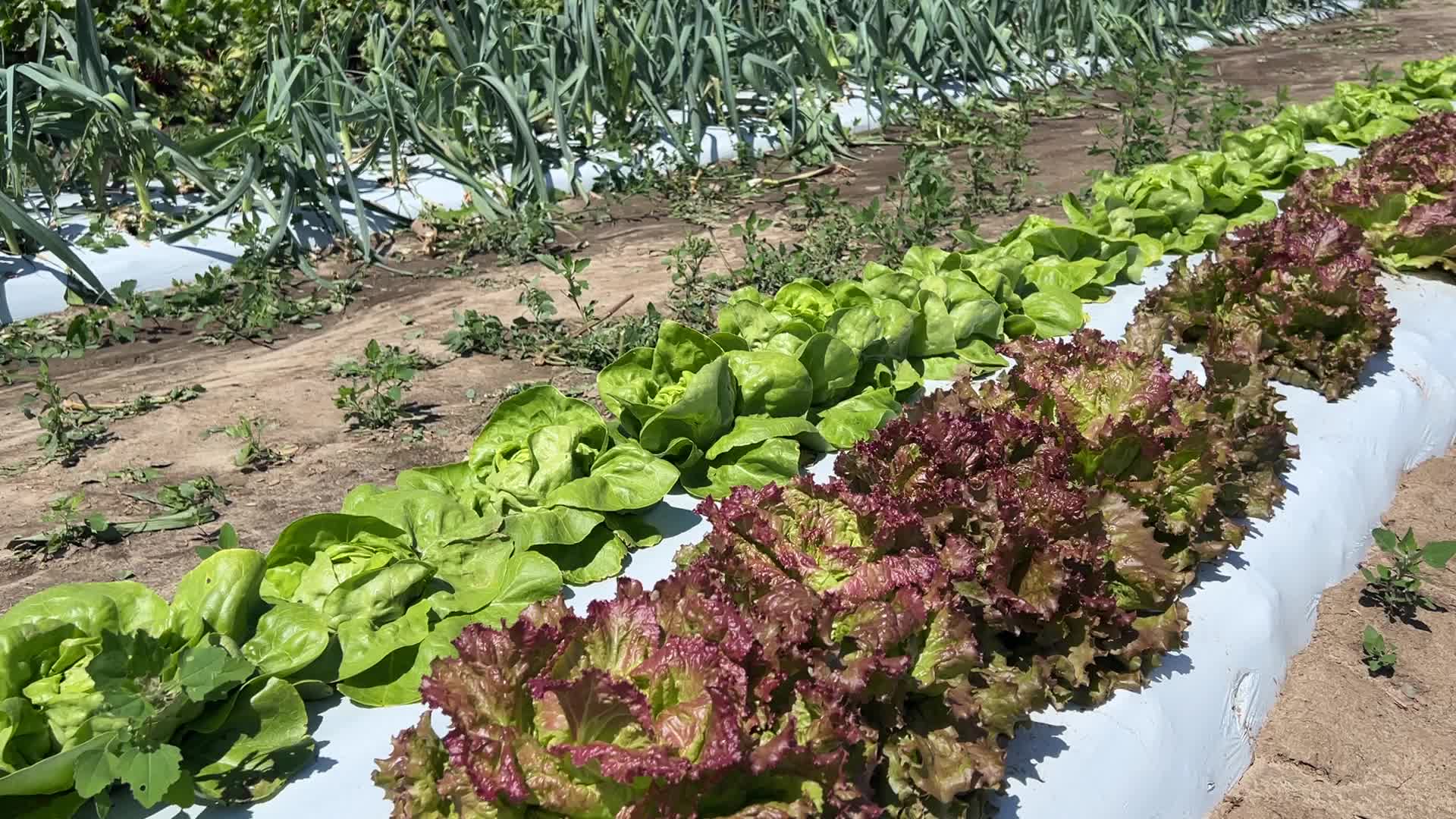 Agriculture in Canada - Lettuce