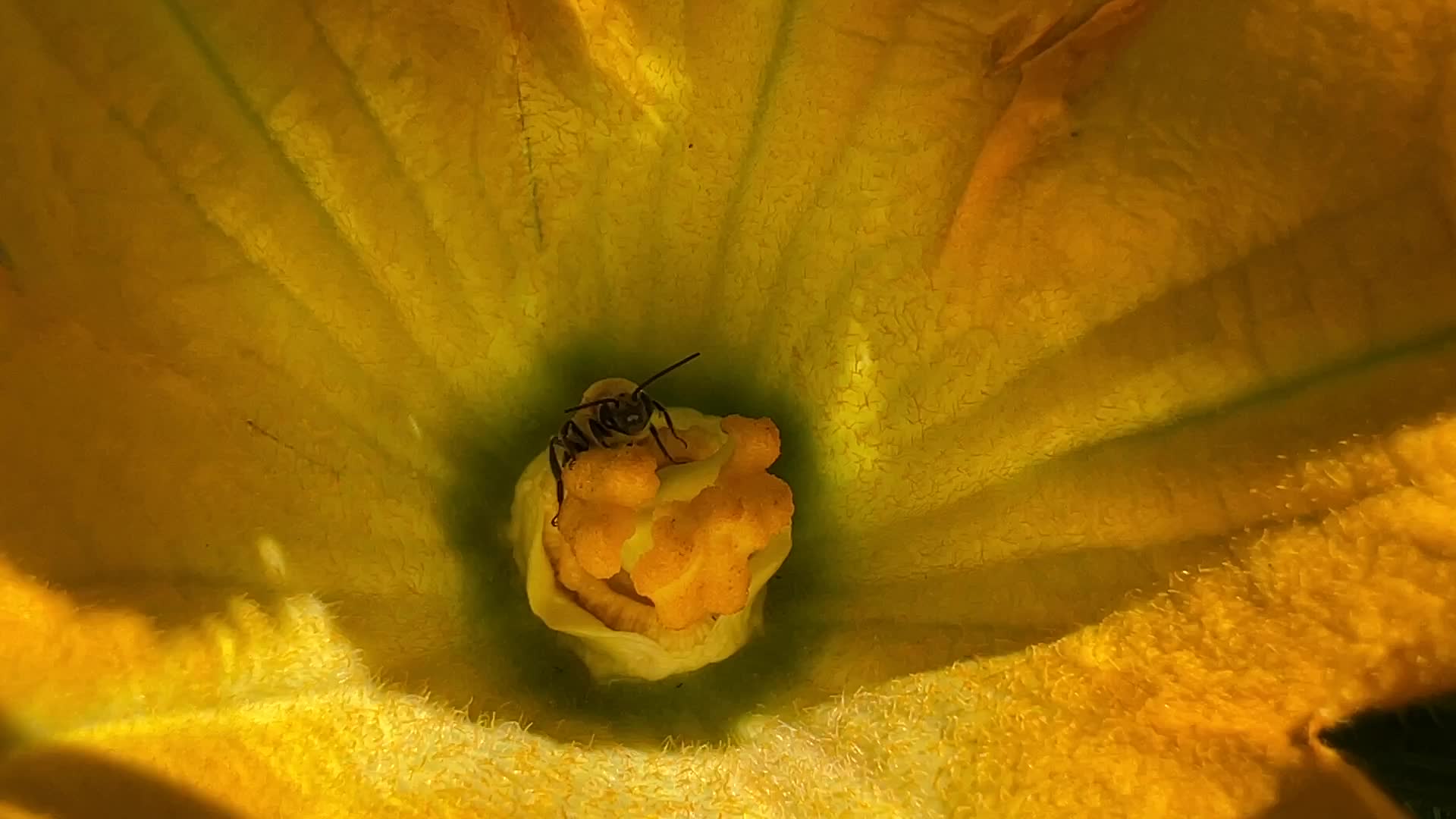 Agriculture in Canada - Yellow Zucchini
