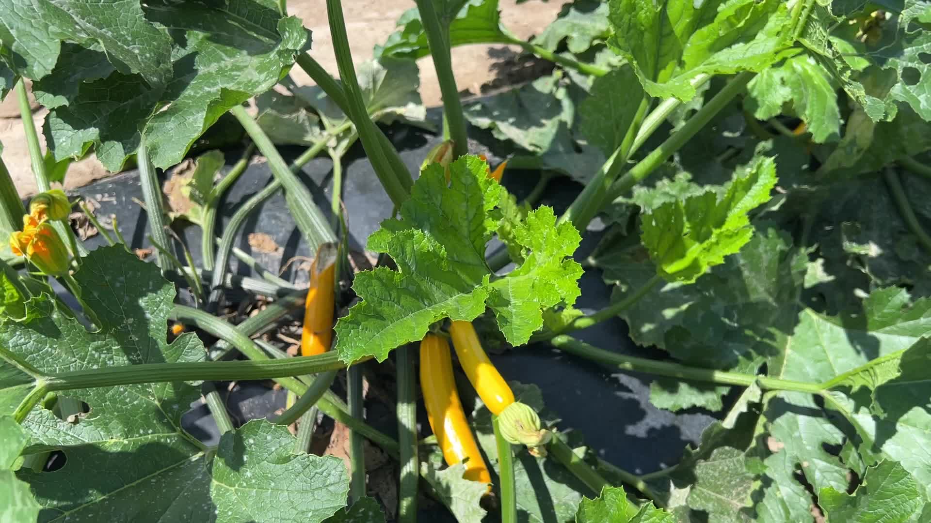 Agriculture in Canada - Yellow Zucchini