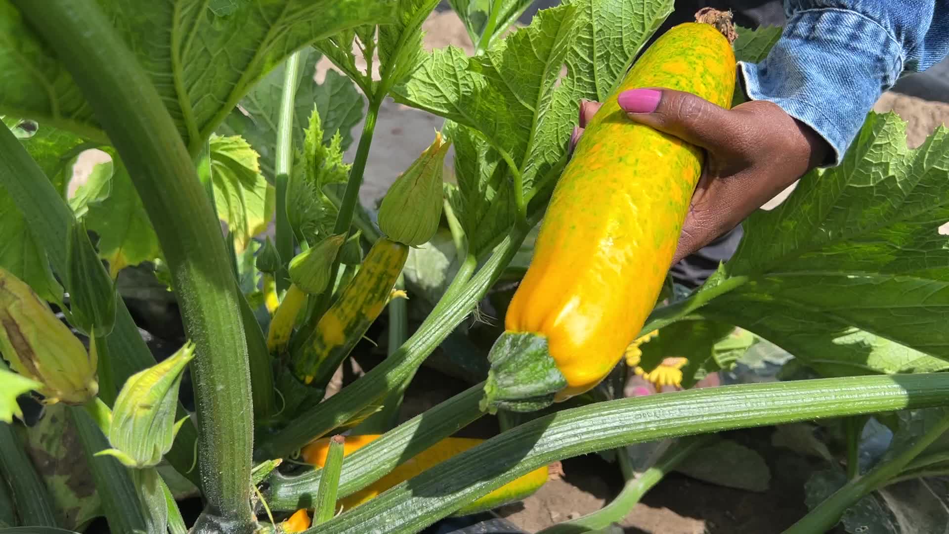 Agriculture in Canada - Yellow Zucchini