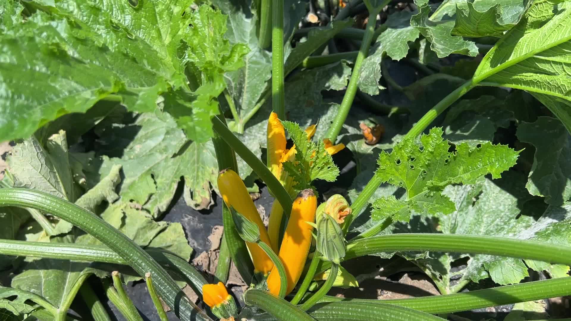 Agriculture in Canada - Yellow Zucchini