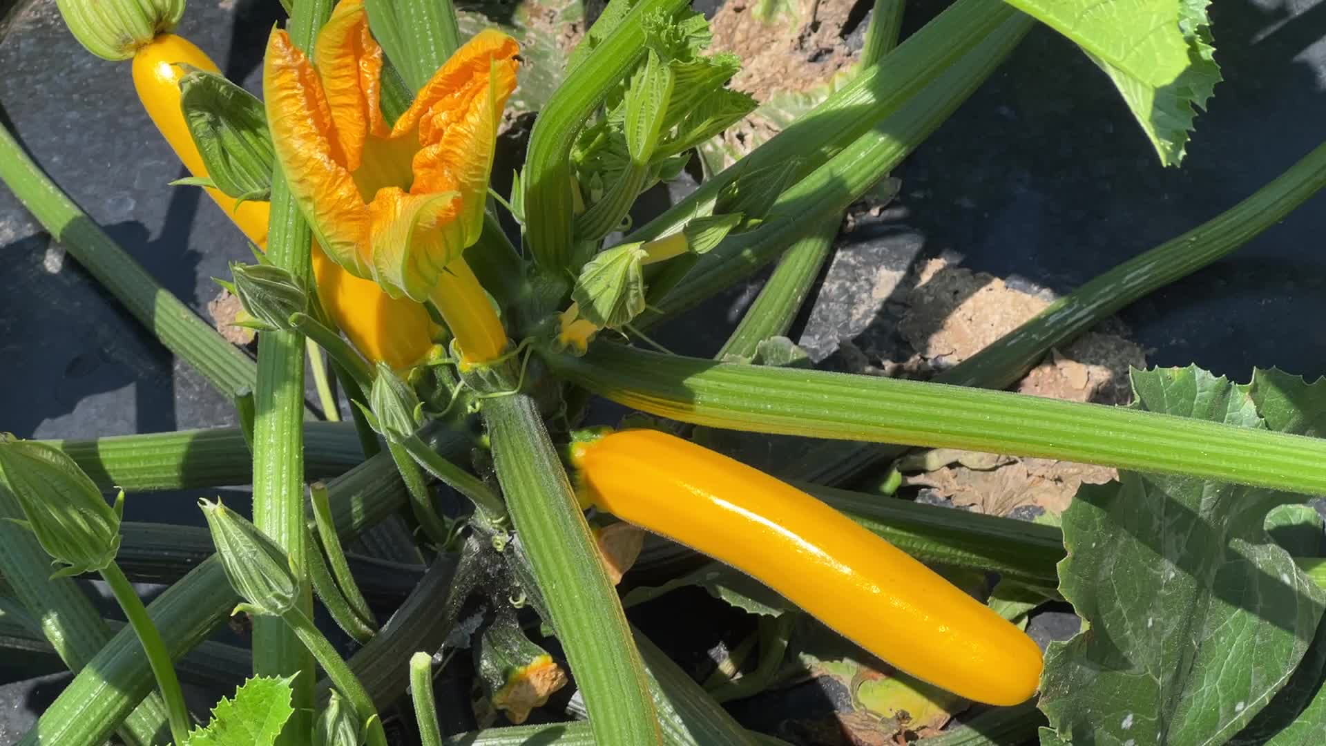 Agriculture in Canada - Yellow Zucchini