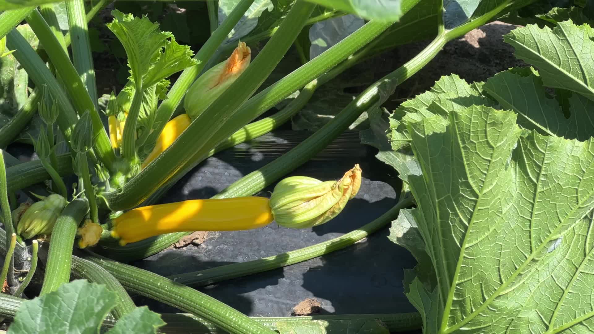 Agriculture in Canada - Yellow Zucchini