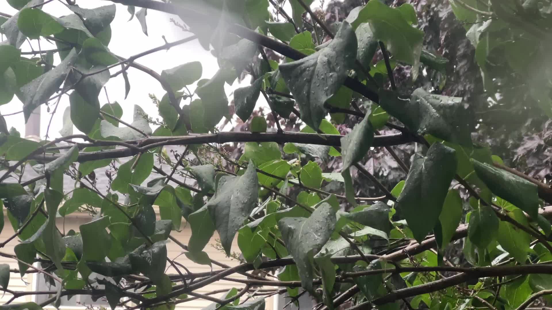 Severe thunderstorms in Toronto, Canada
