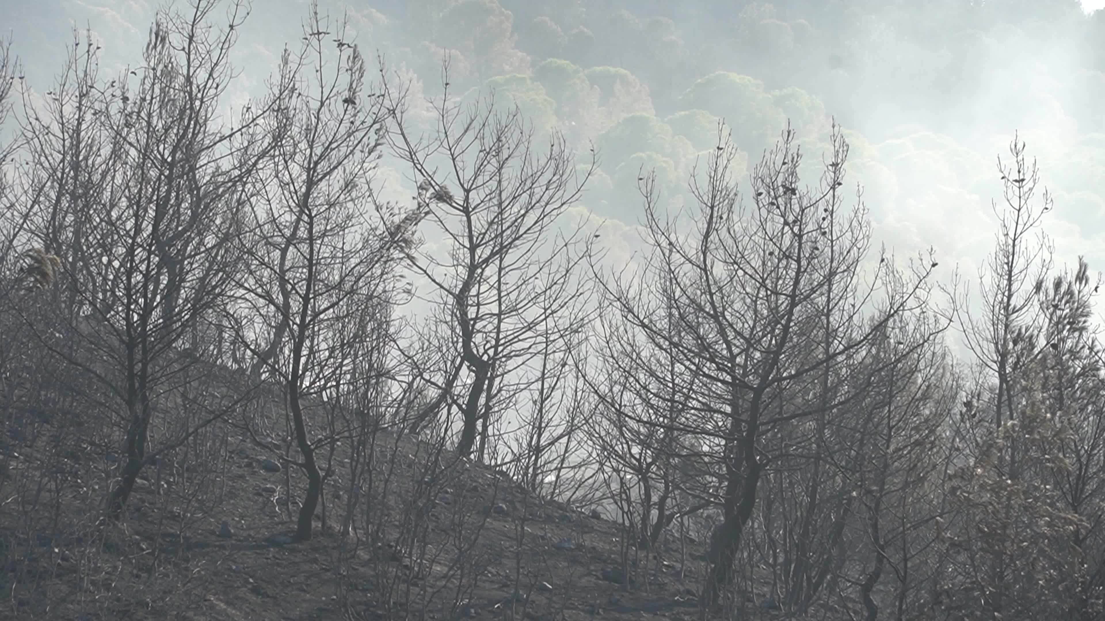 Aftermath of the Izmir Yamanlar Wildfire, Turkey