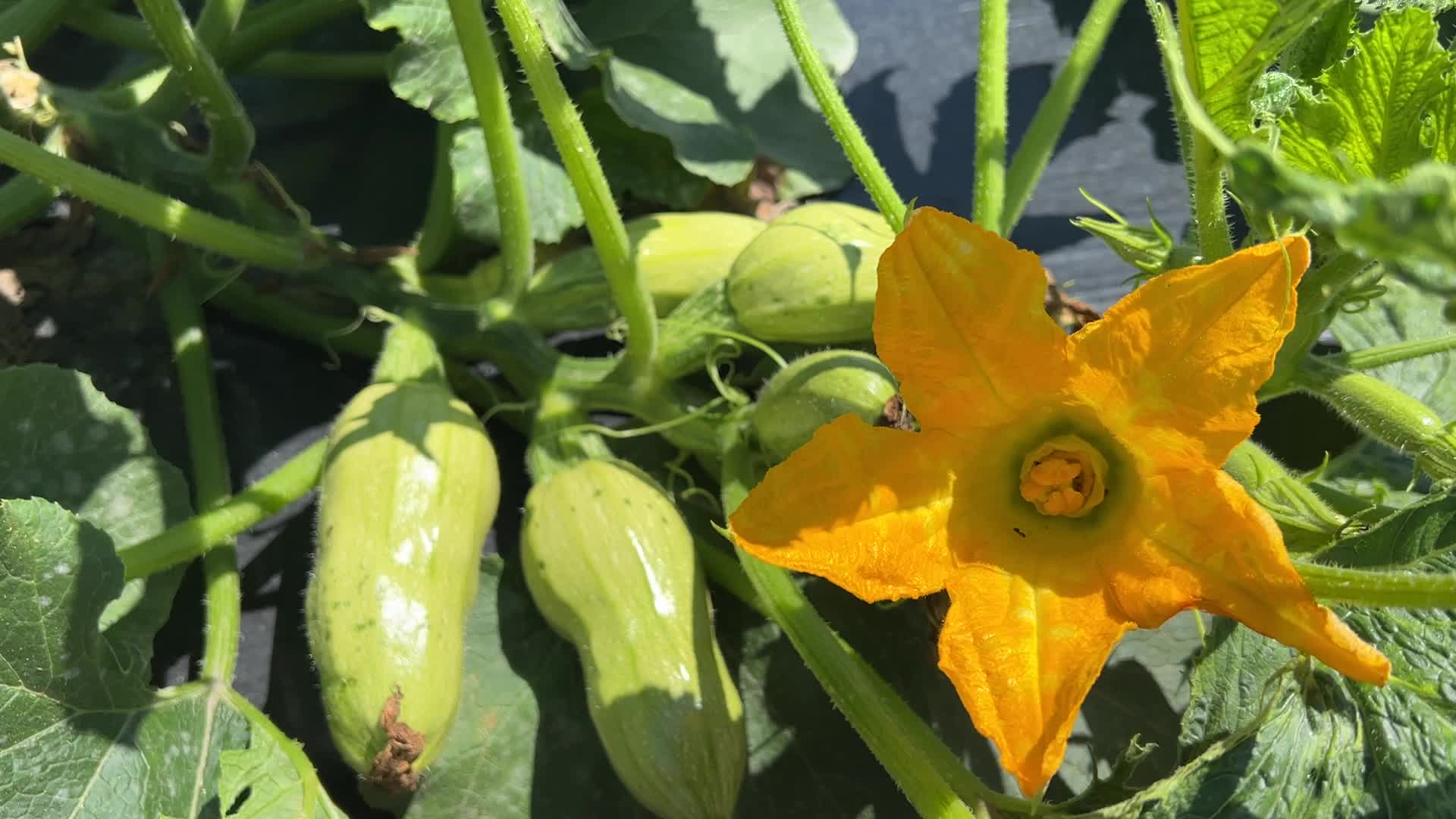 Agriculture in Canada - Marrow