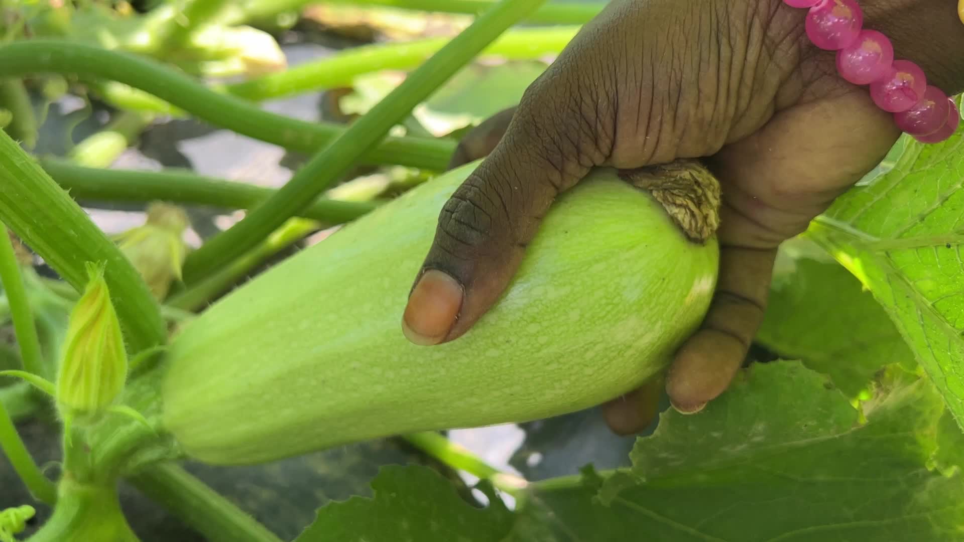 Agriculture in Canada - Marrow