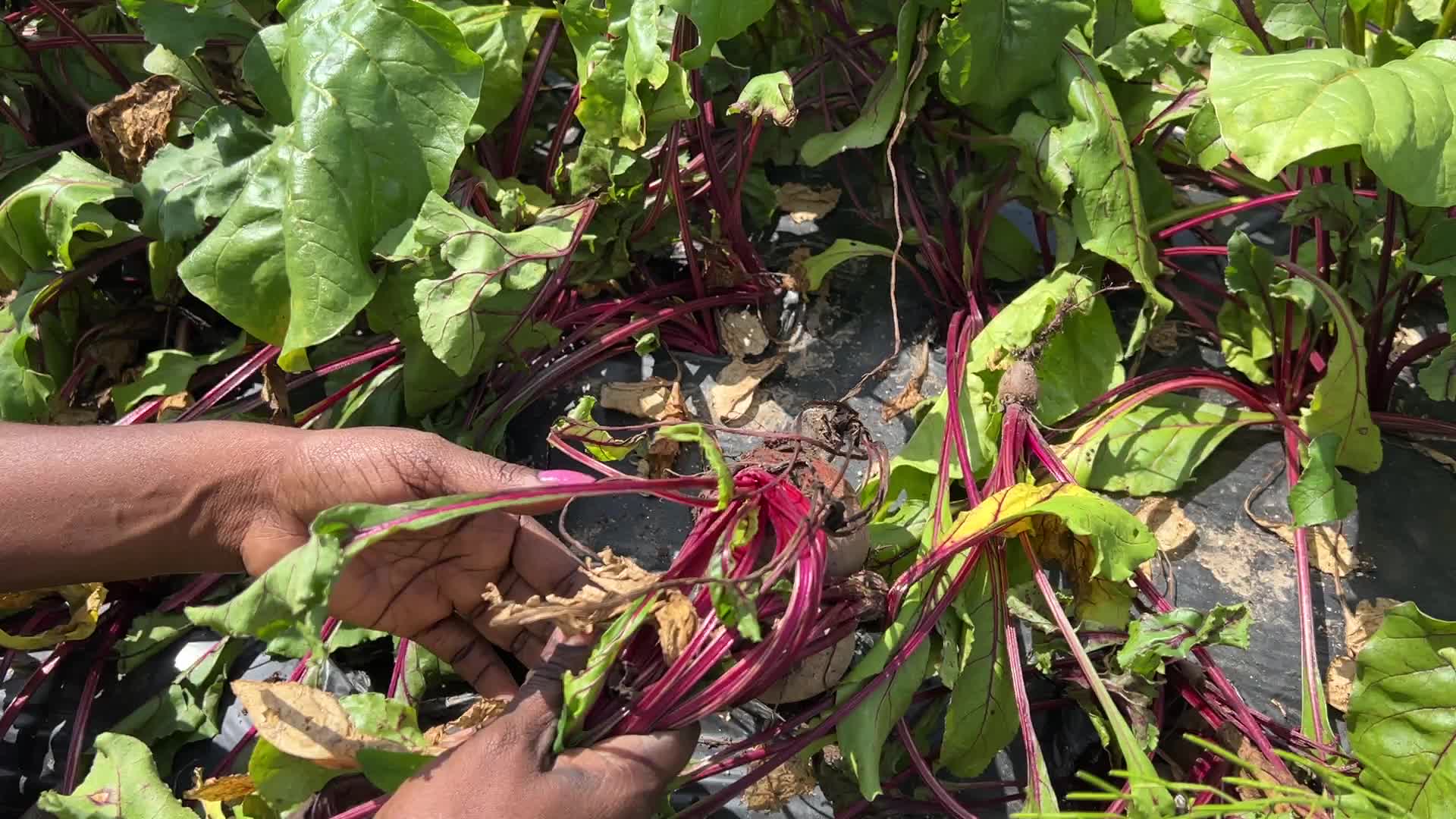 Agriculture in Canada - Beets