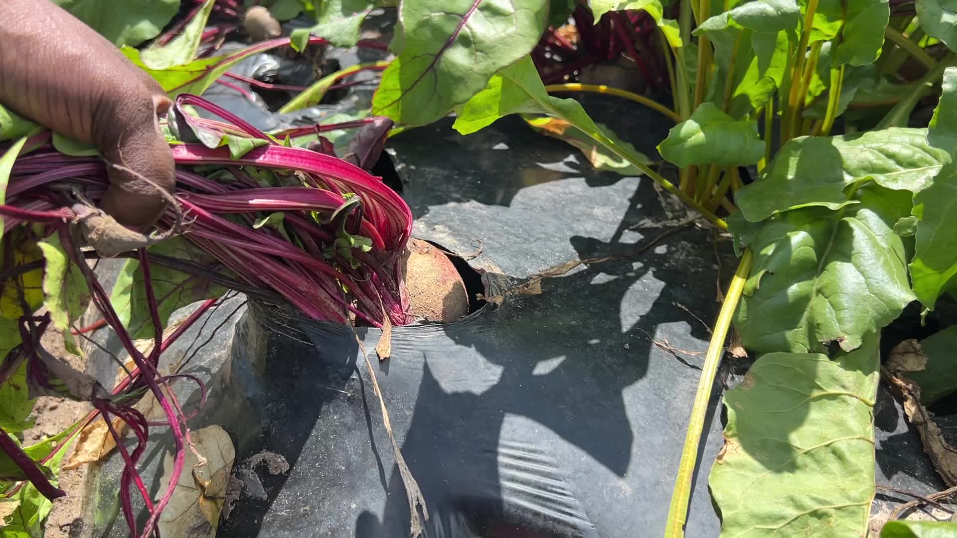Agriculture in Canada - Beets