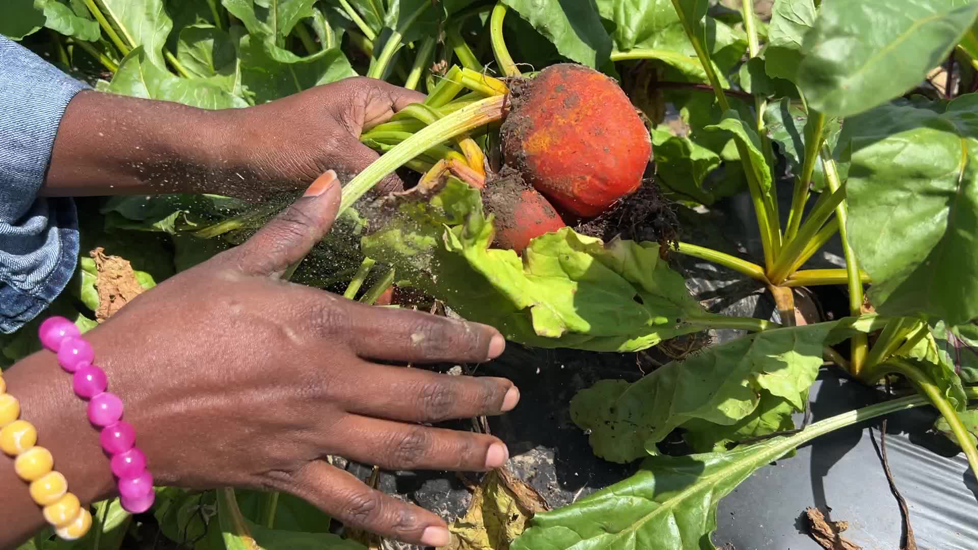 Agriculture in Canada - Orange Beets