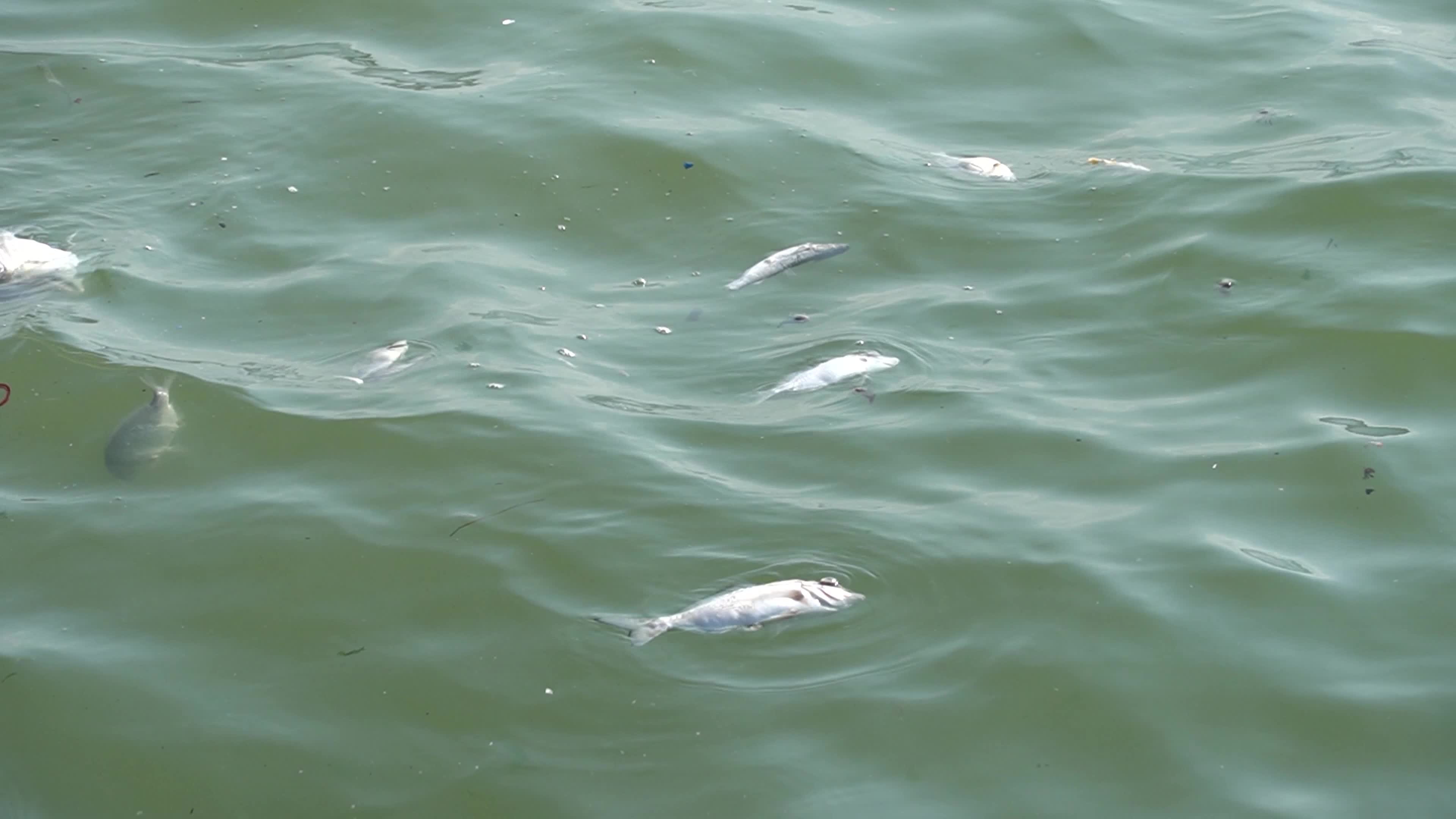 Mass fish deaths in the gulf in Izmir, Turkey
