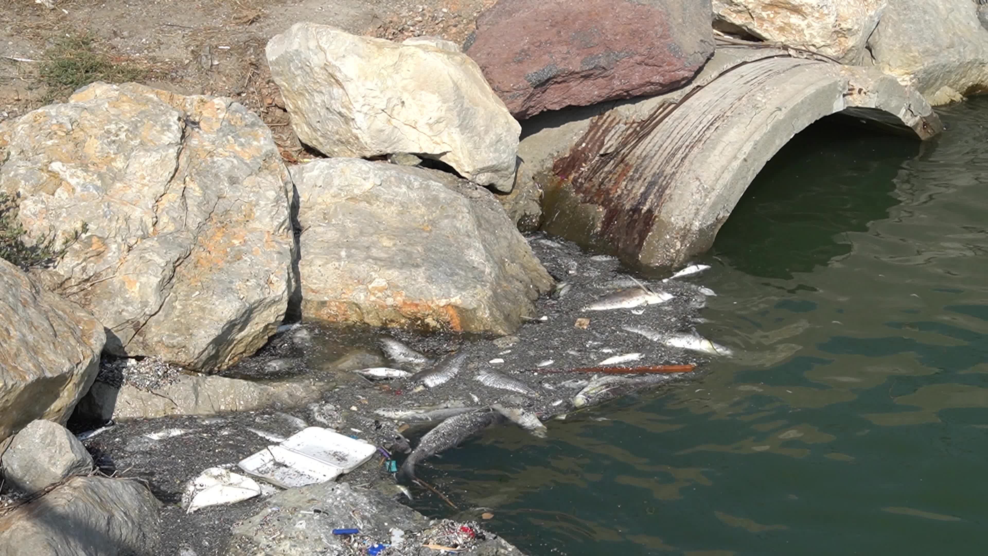 Mass fish deaths in the gulf in Izmir, Turkey