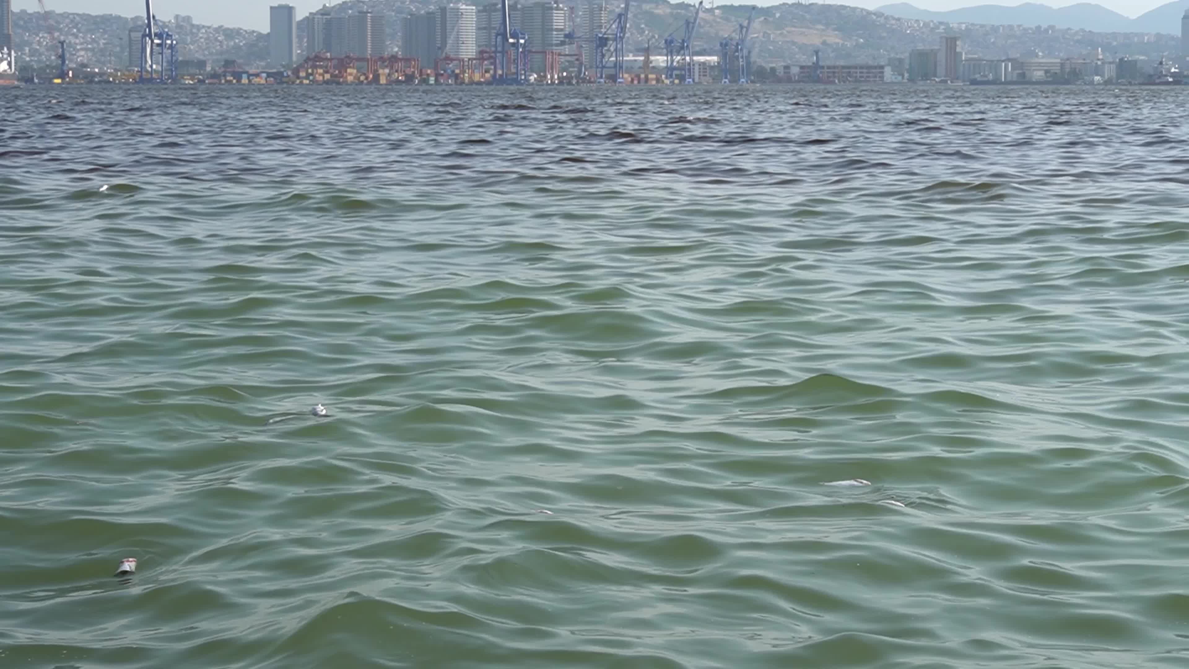 Mass fish deaths in the gulf in Izmir, Turkey