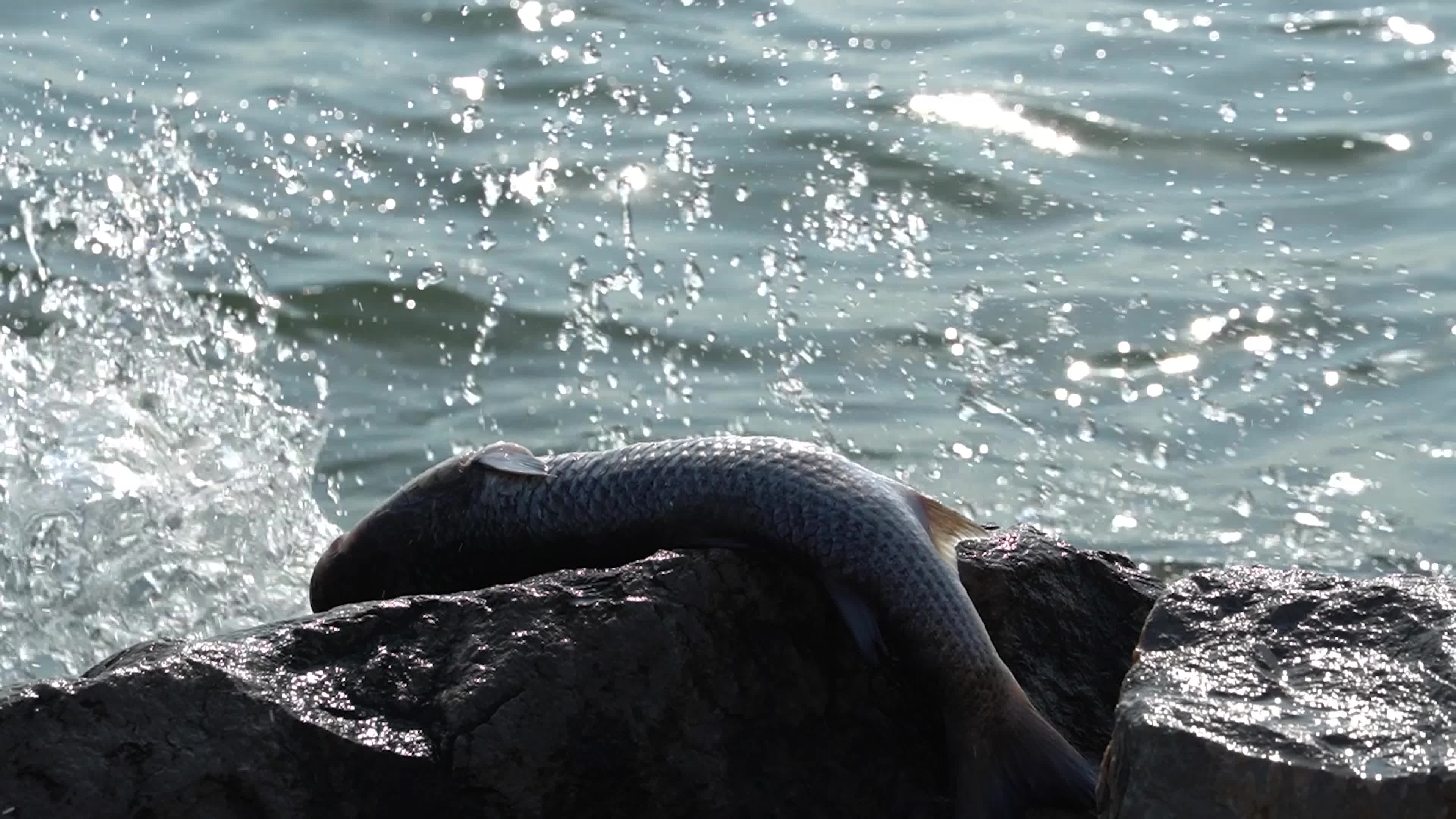 Mass fish deaths in the gulf in Izmir, Turkey