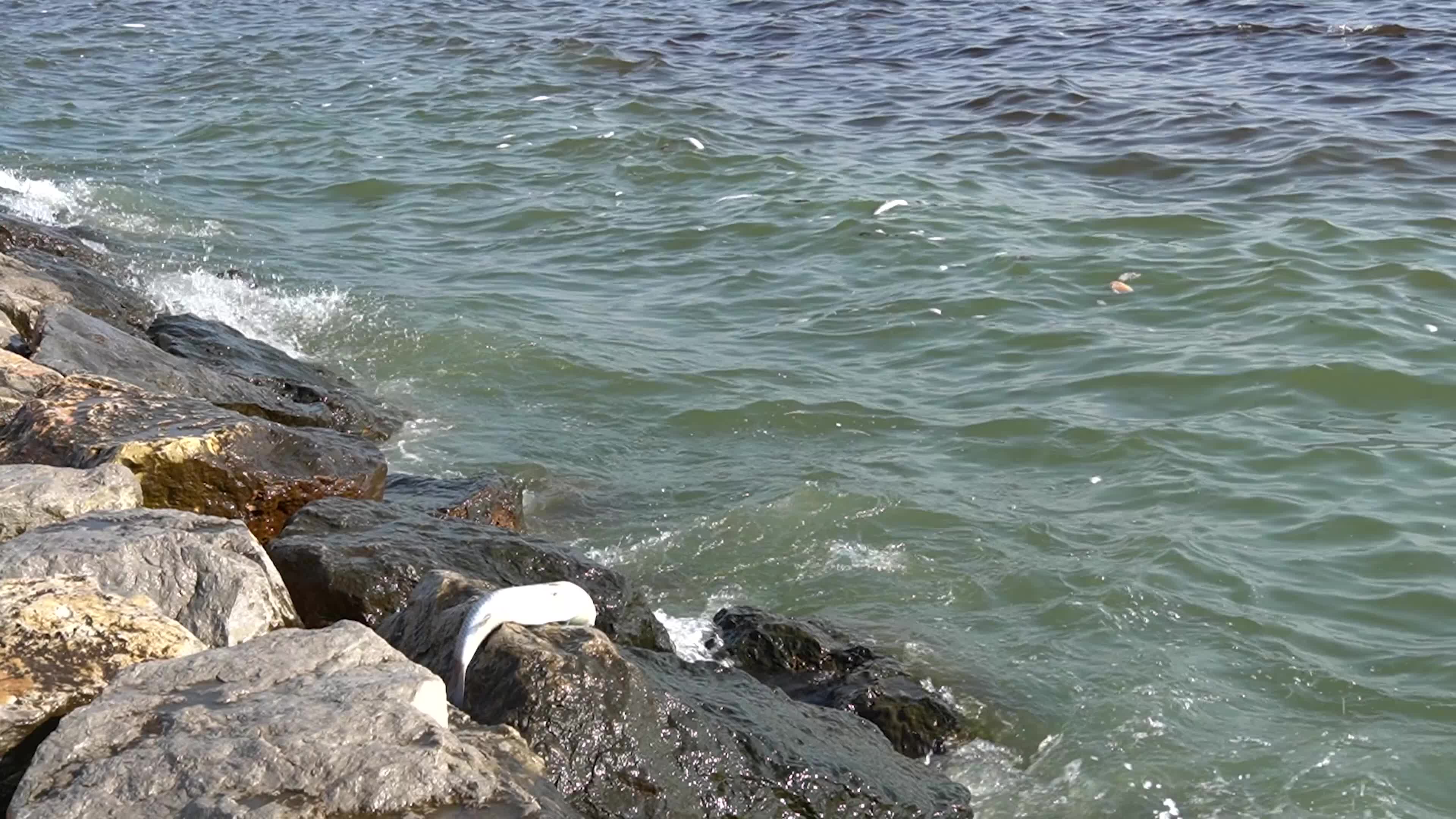 Mass fish deaths in the gulf in Izmir, Turkey