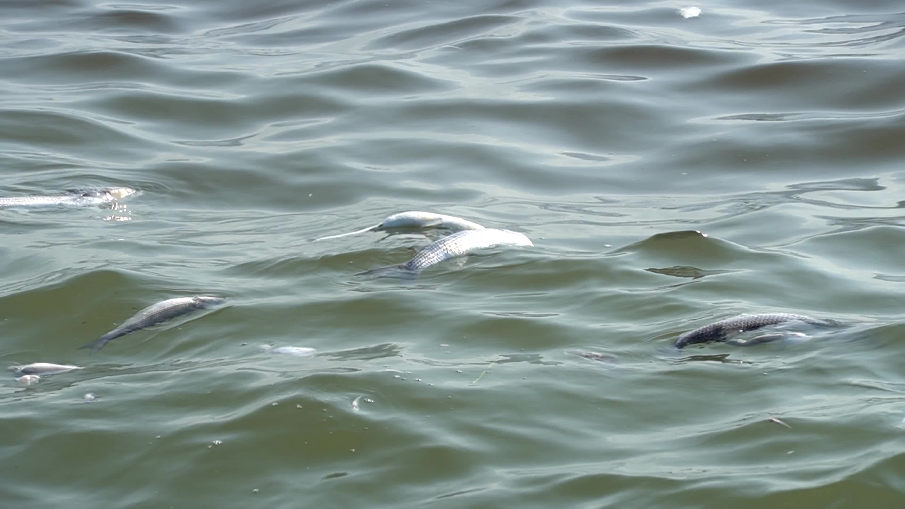 Mass fish deaths in the gulf in Izmir, Turkey