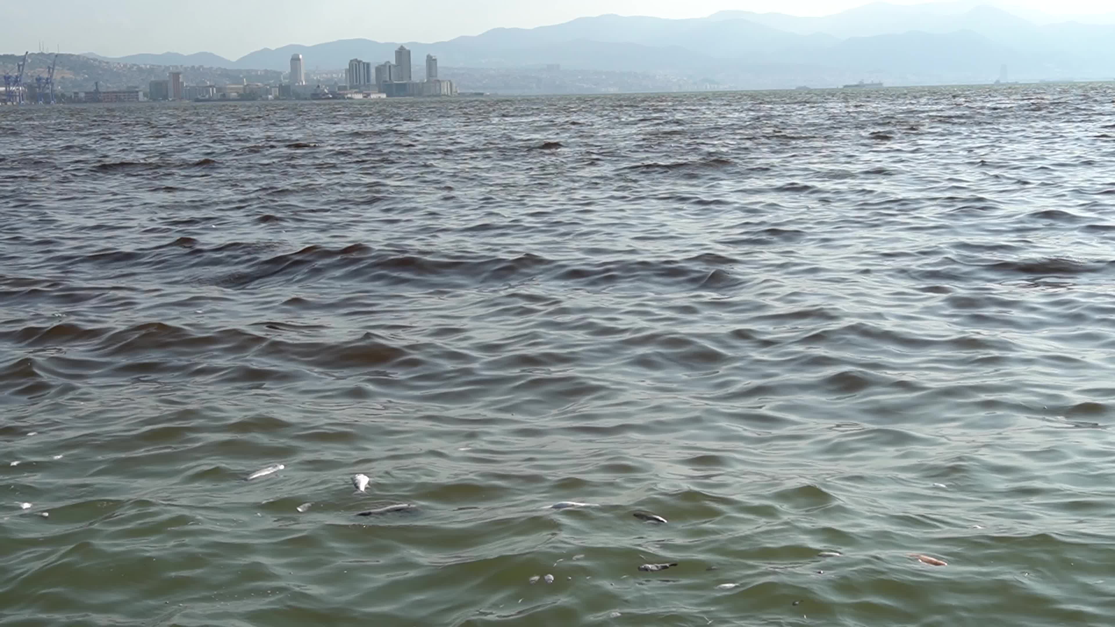 Mass fish deaths in the gulf in Izmir, Turkey