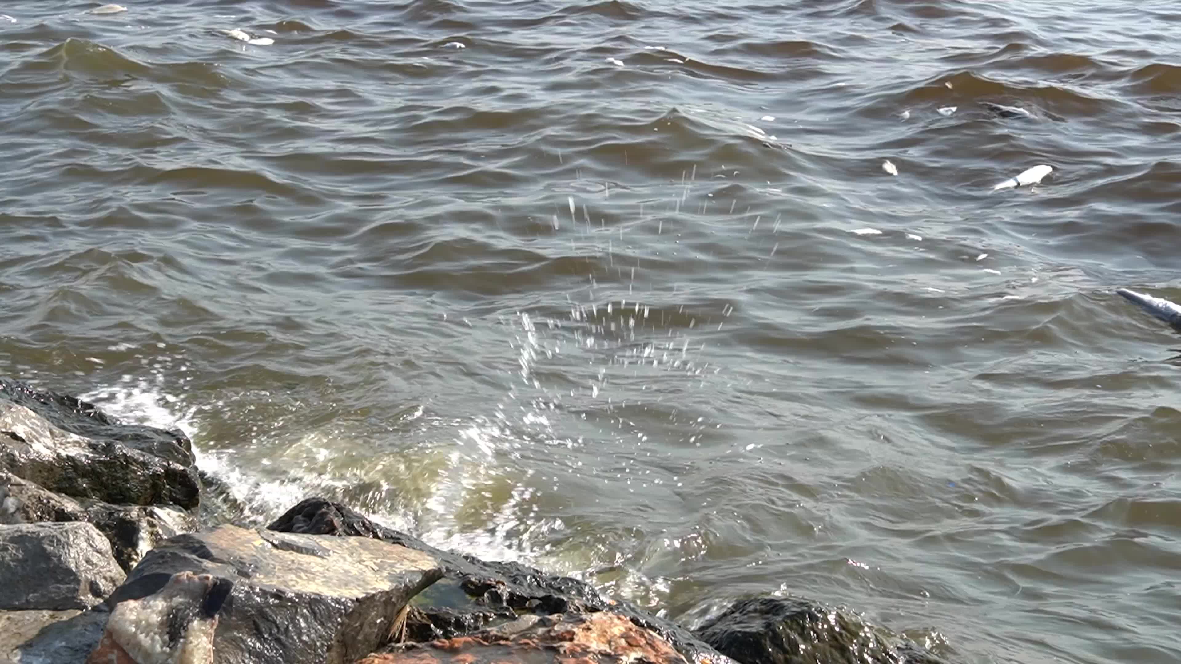 Mass fish deaths in the gulf in Izmir, Turkey