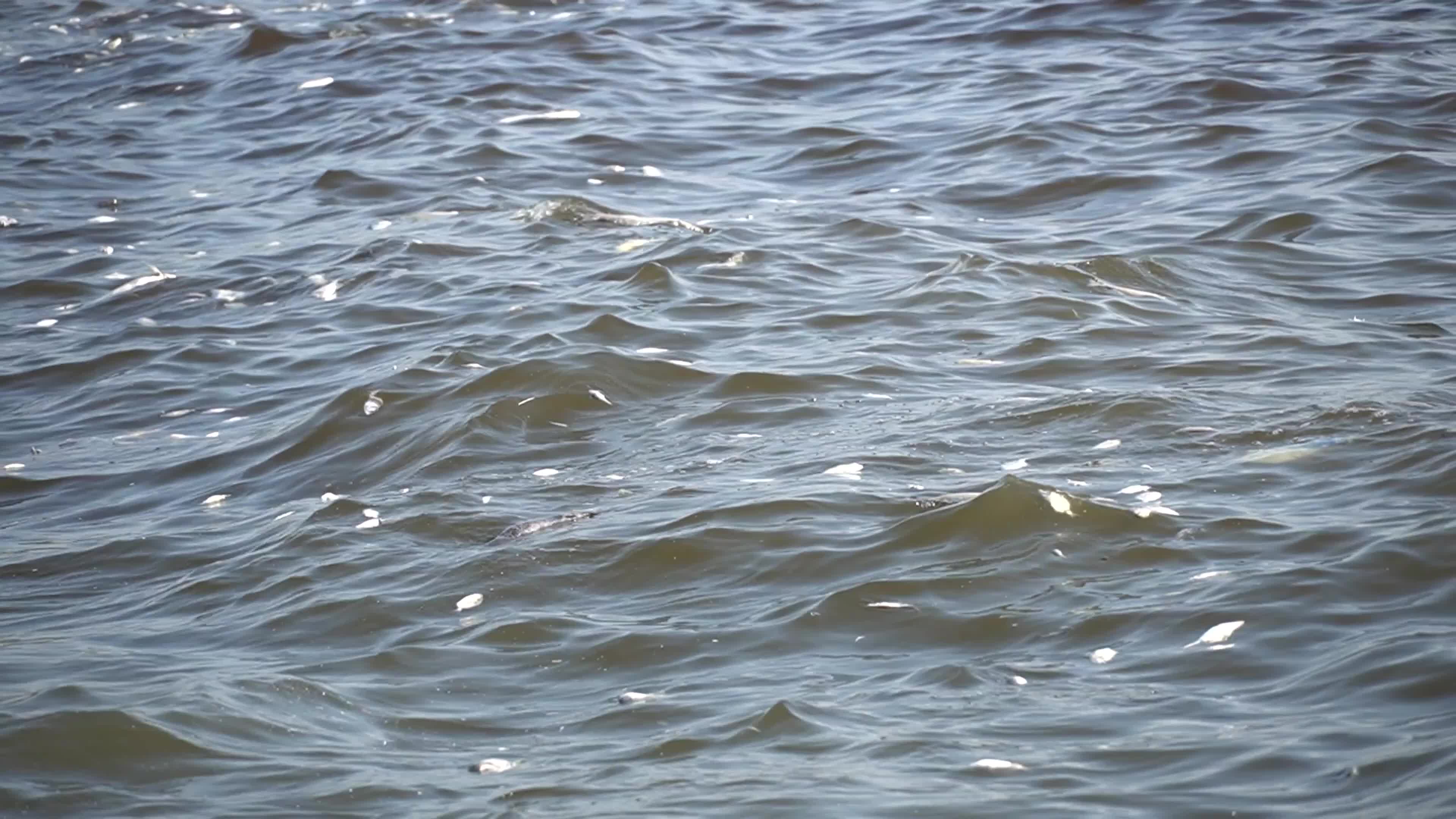 Mass fish deaths in the gulf in Izmir, Turkey