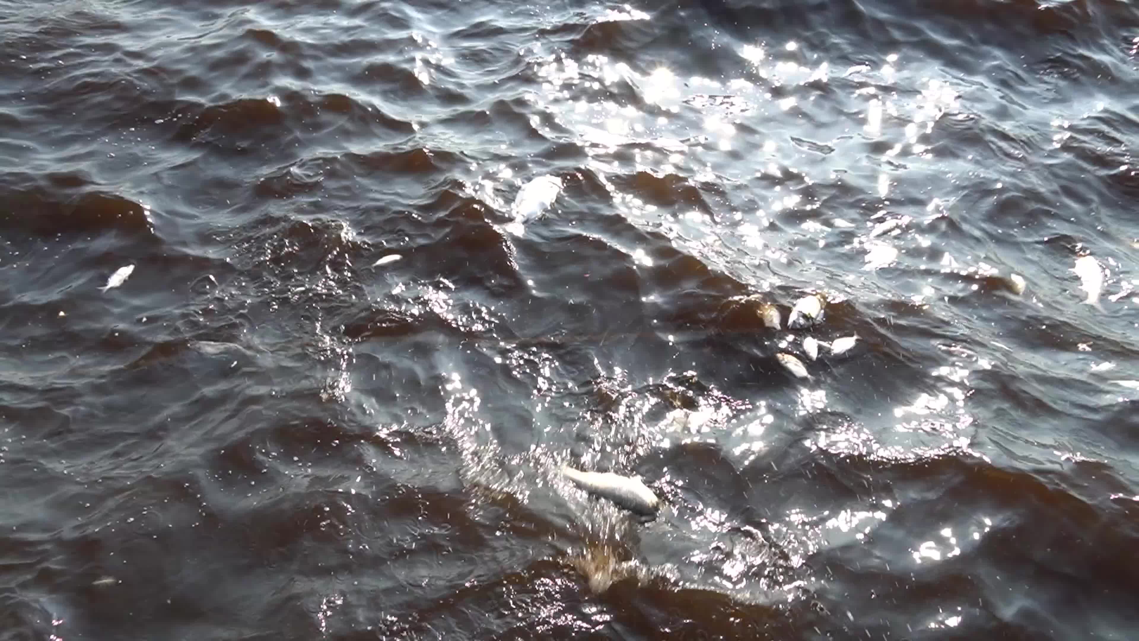 Mass fish deaths in the gulf in Izmir, Turkey