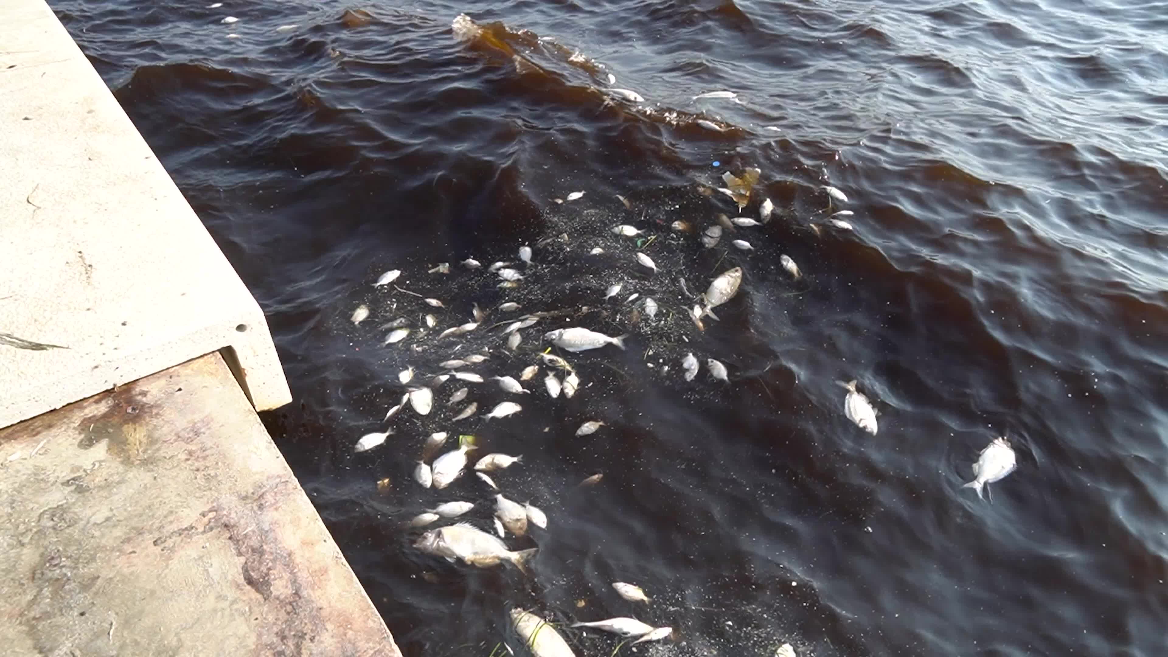 Mass fish deaths in the gulf in Izmir, Turkey