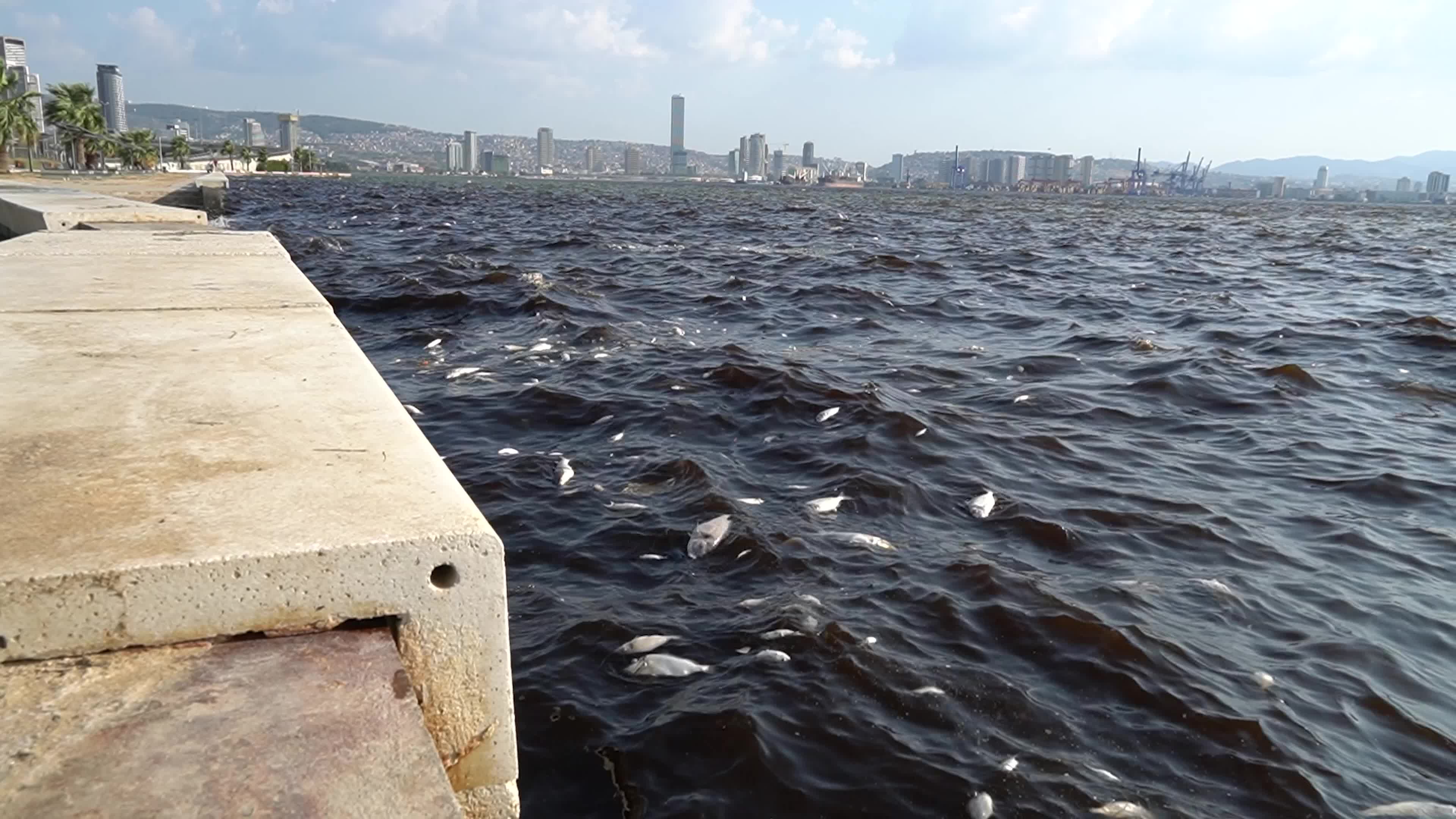 Mass fish deaths in the gulf in Izmir, Turkey
