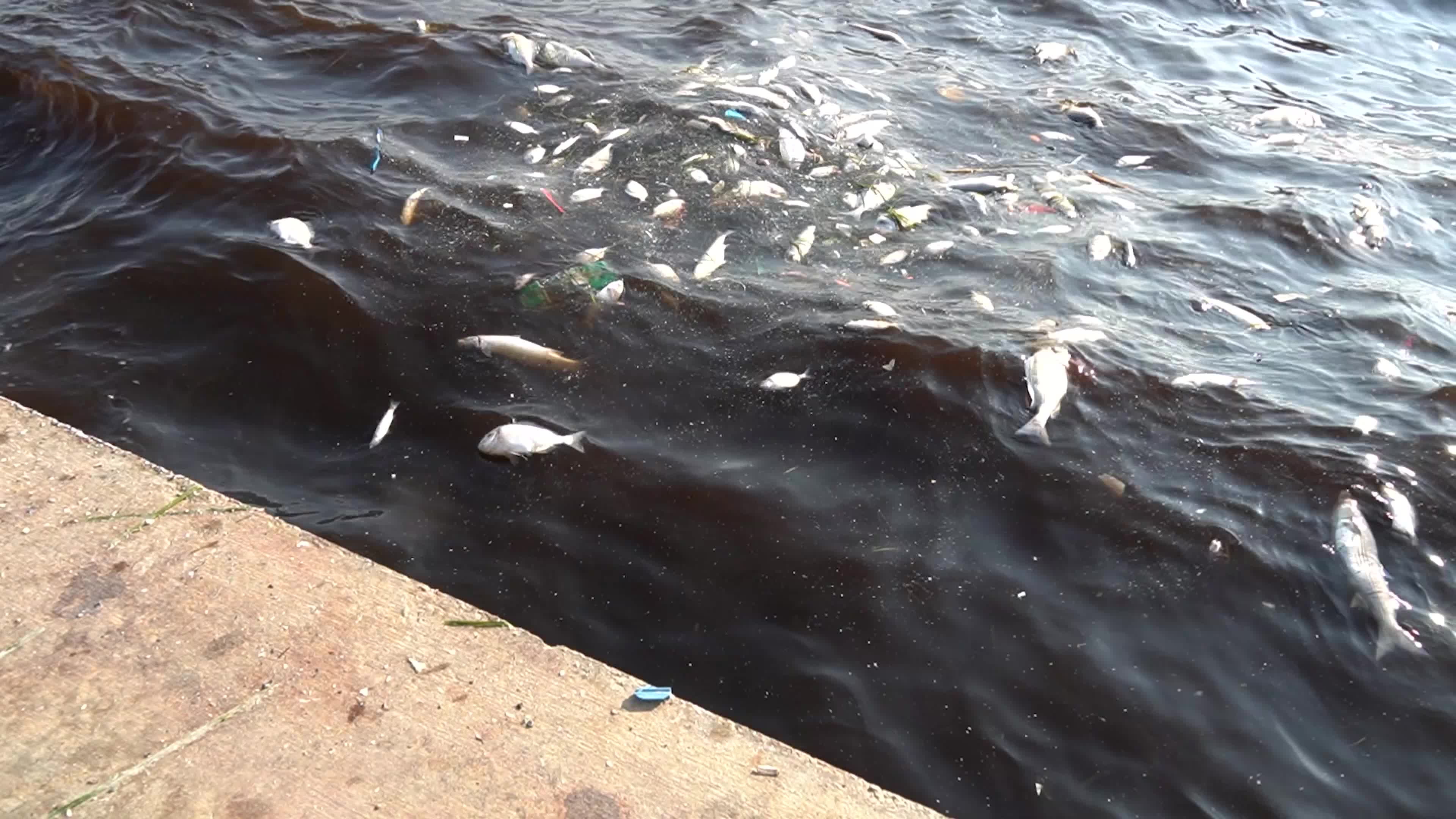Mass fish deaths in the gulf in Izmir, Turkey