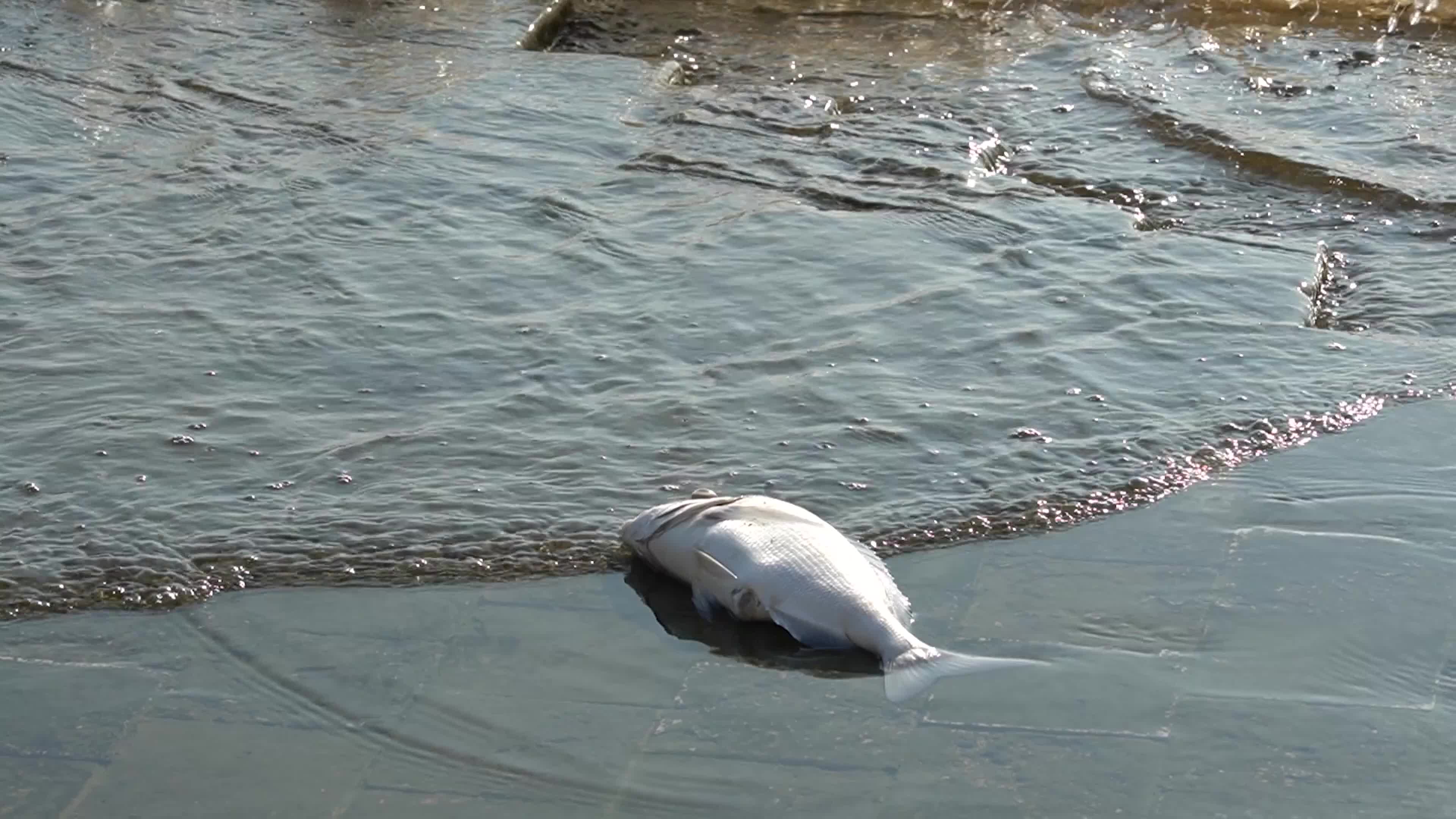 Mass fish deaths in the gulf in Izmir, Turkey
