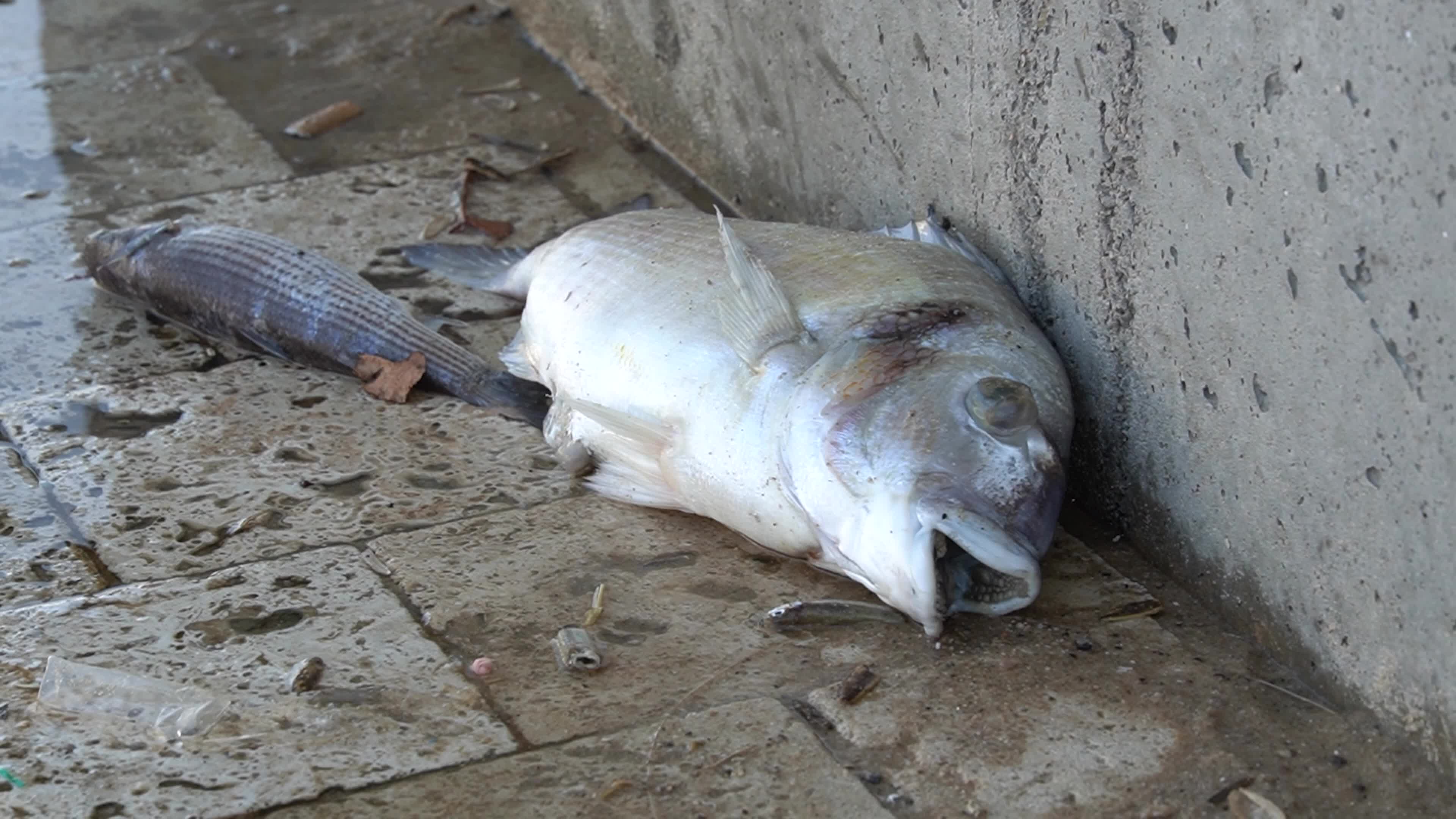 Mass fish deaths in the gulf in Izmir, Turkey