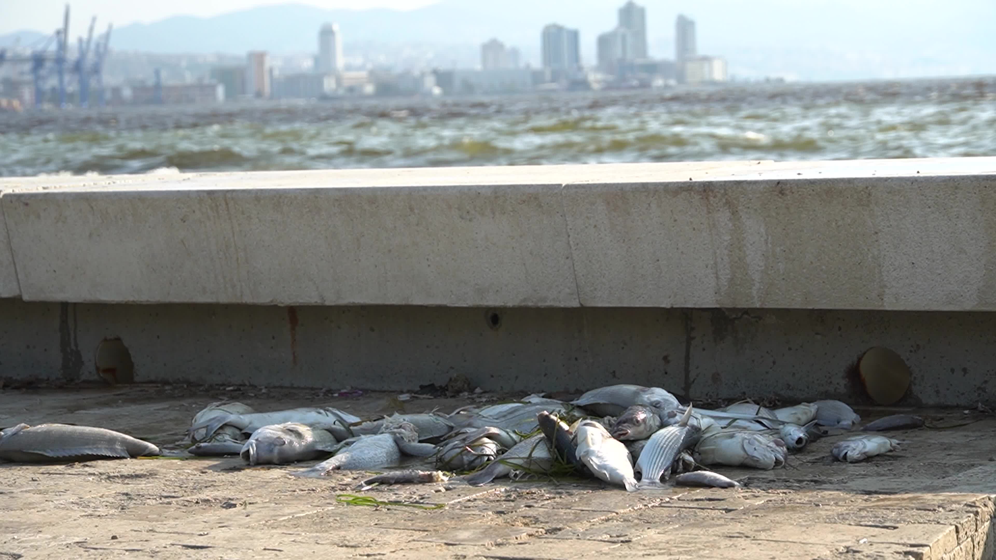 Mass fish deaths in the gulf in Izmir, Turkey